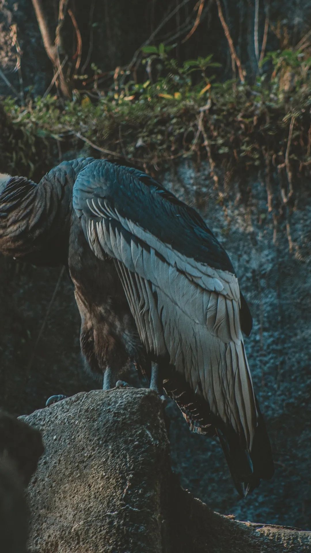 Andean Condor Perched - birds wallpaper for OpersCraft
