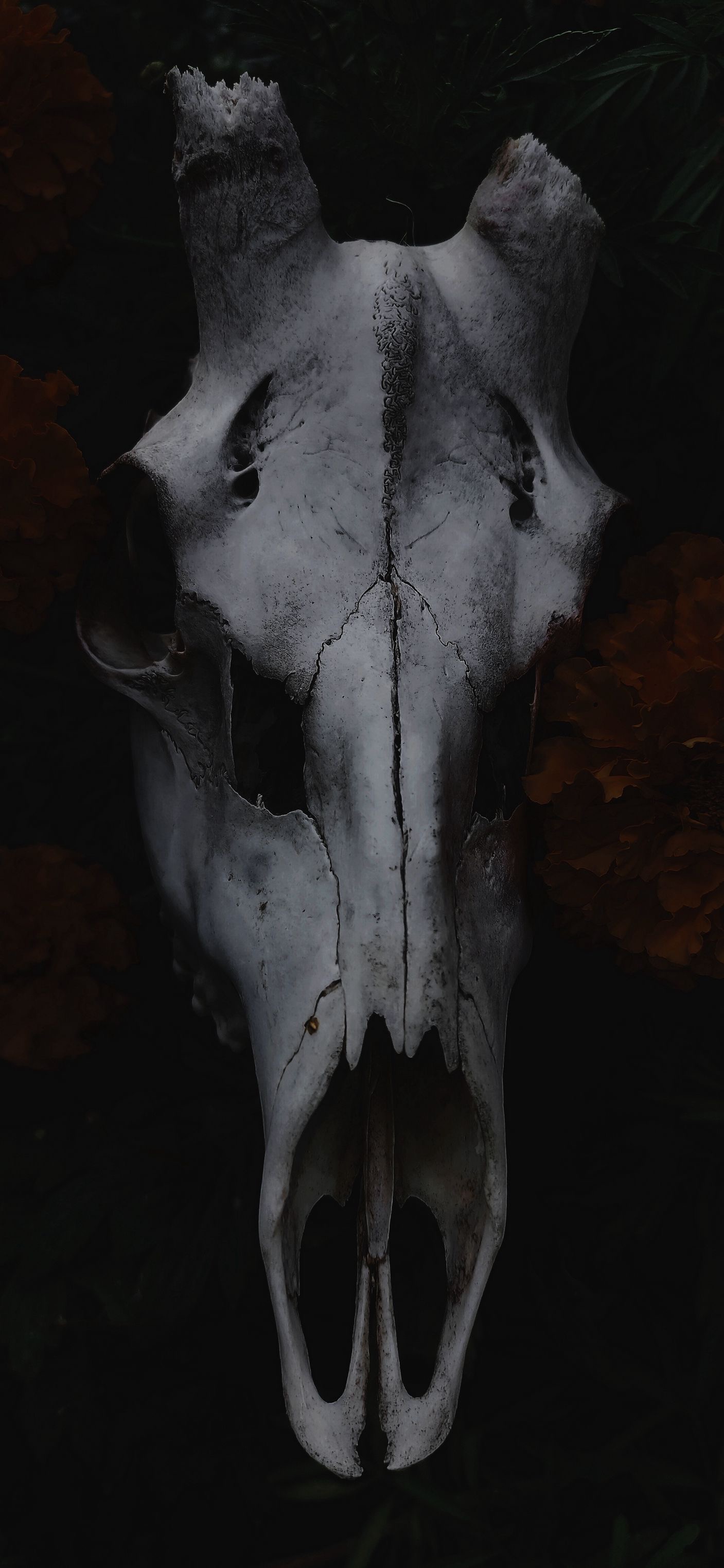 Animal Skull Still Life - gothic wallpaper for OpersCraft