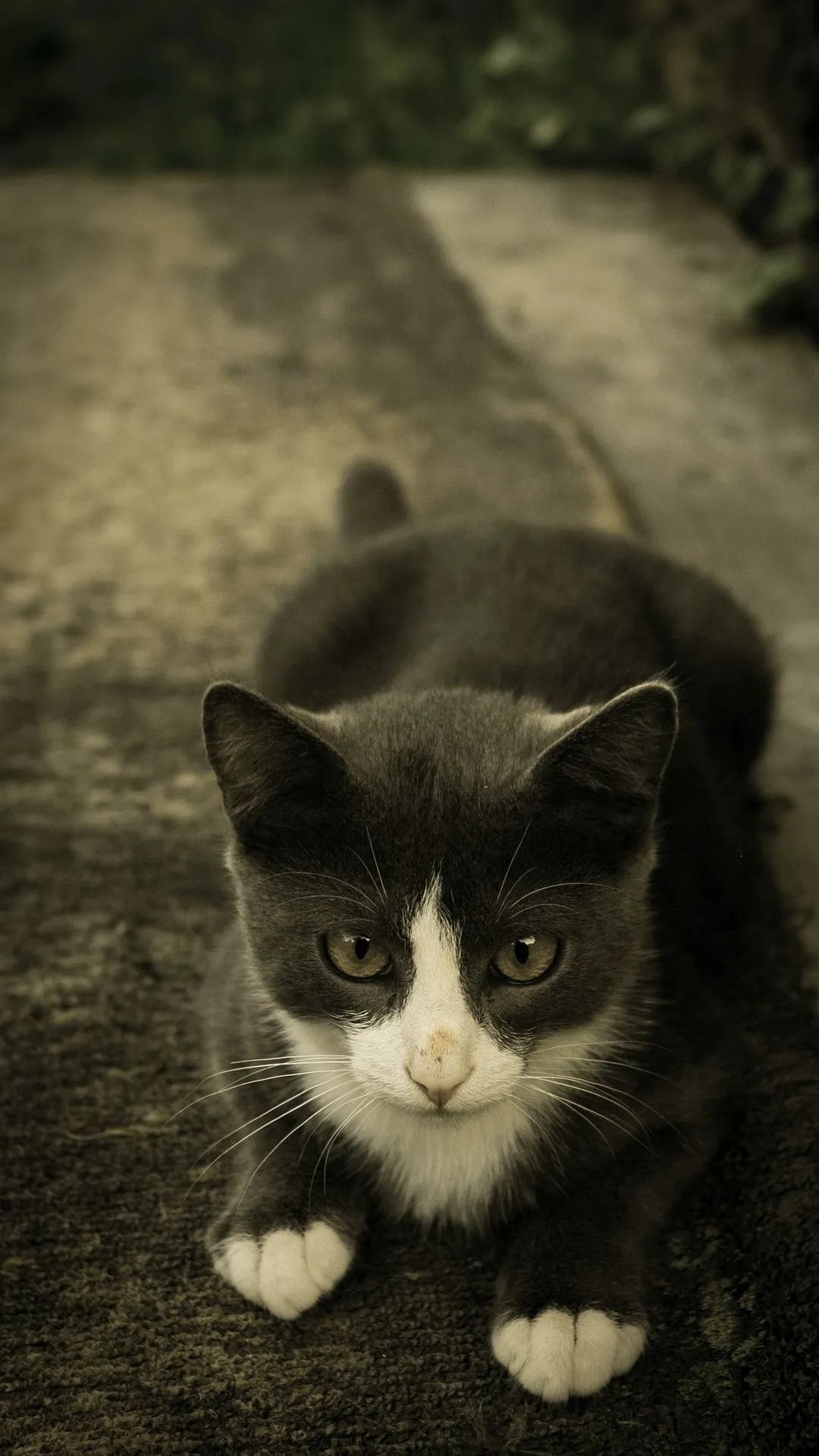 Attentive Kitten Portrait - kitten wallpaper for OpersCraft