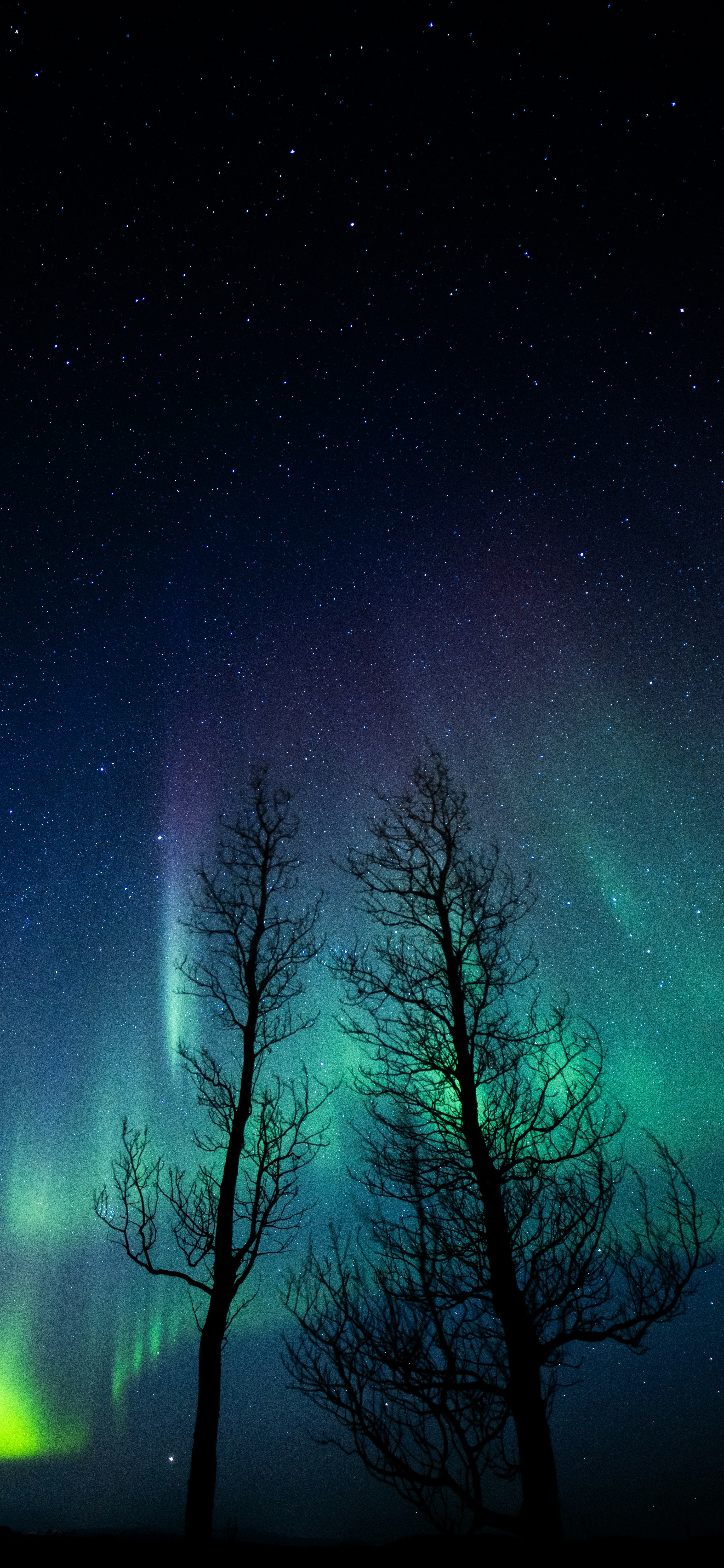 Aurora Borealis Silhouette Trees - random wallpaper for OpersCraft