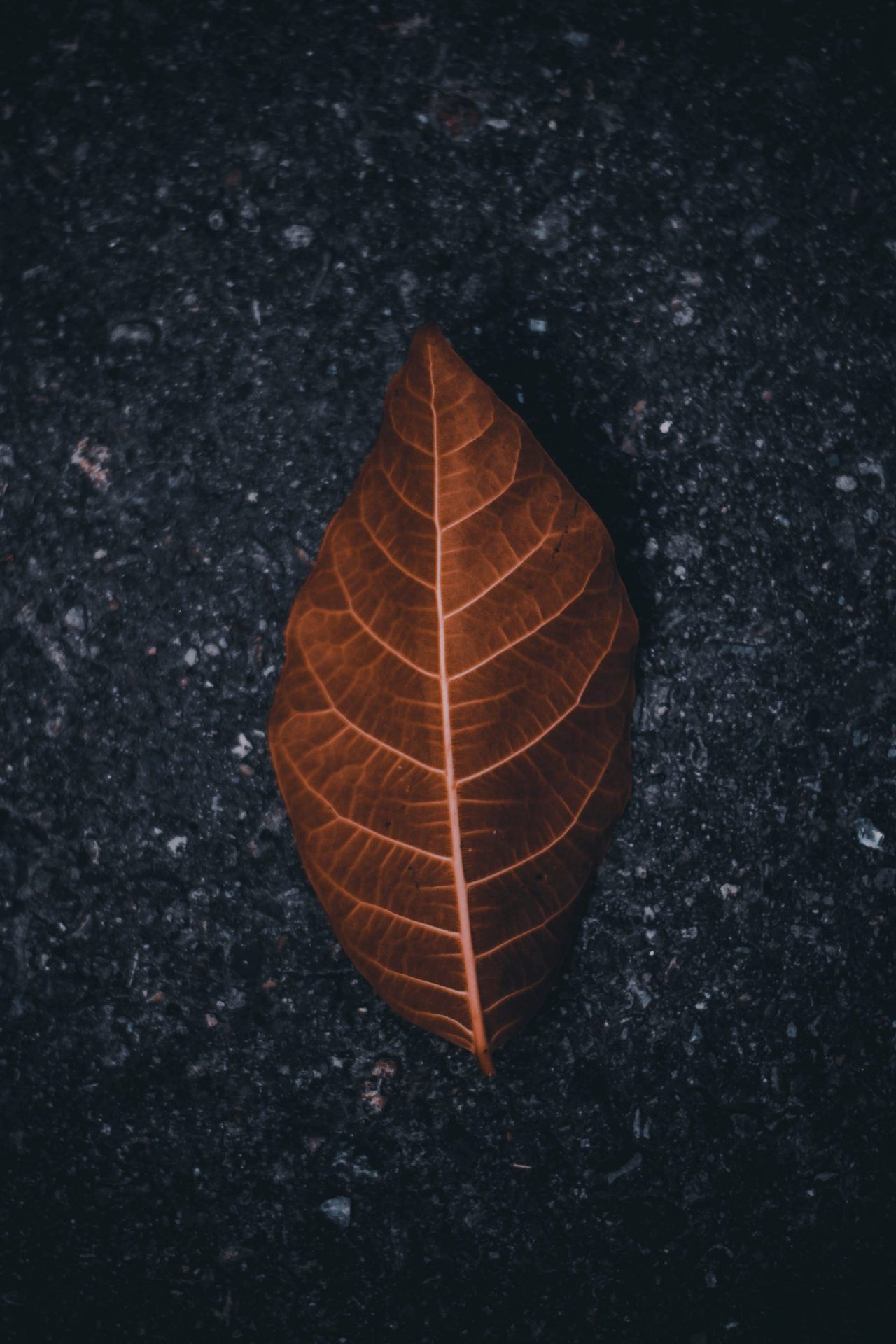 Autumn Leaf on Asphalt - autumn wallpaper for OpersCraft