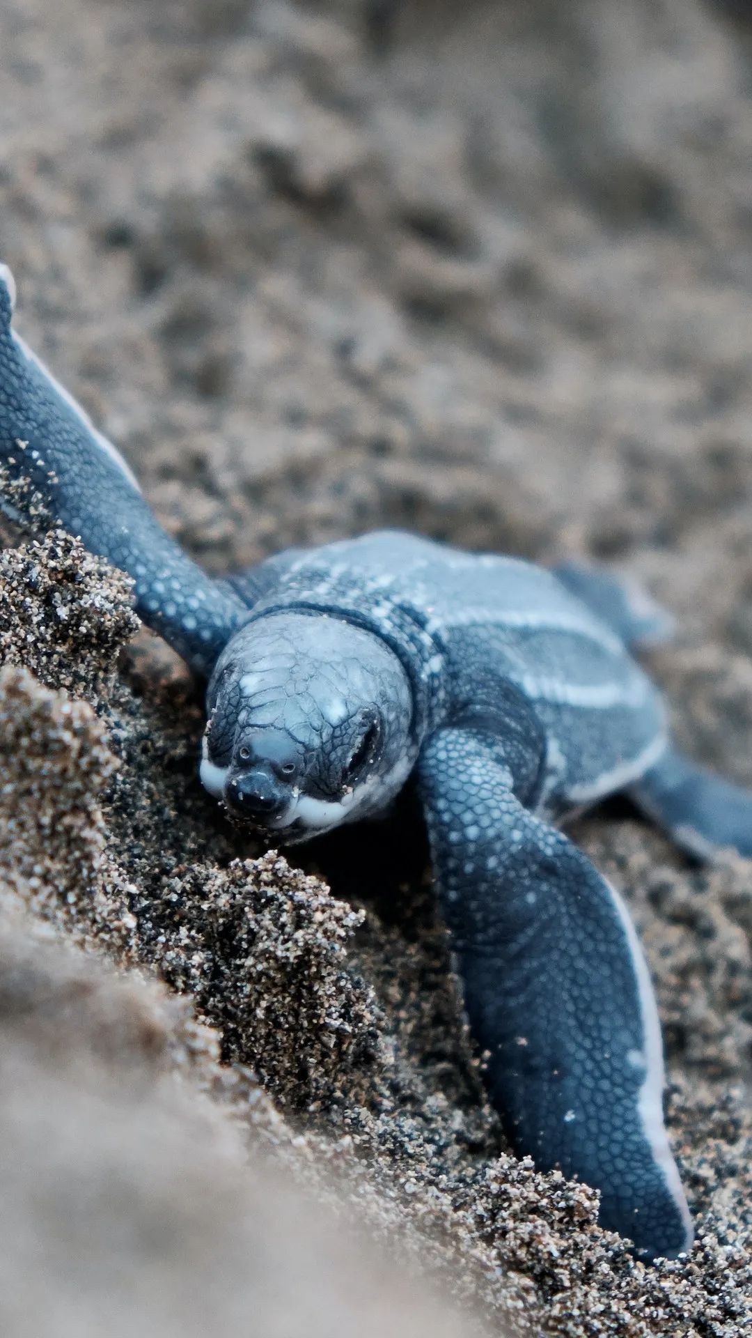 Baby Turtle on the Beach - turtle wallpaper for OpersCraft