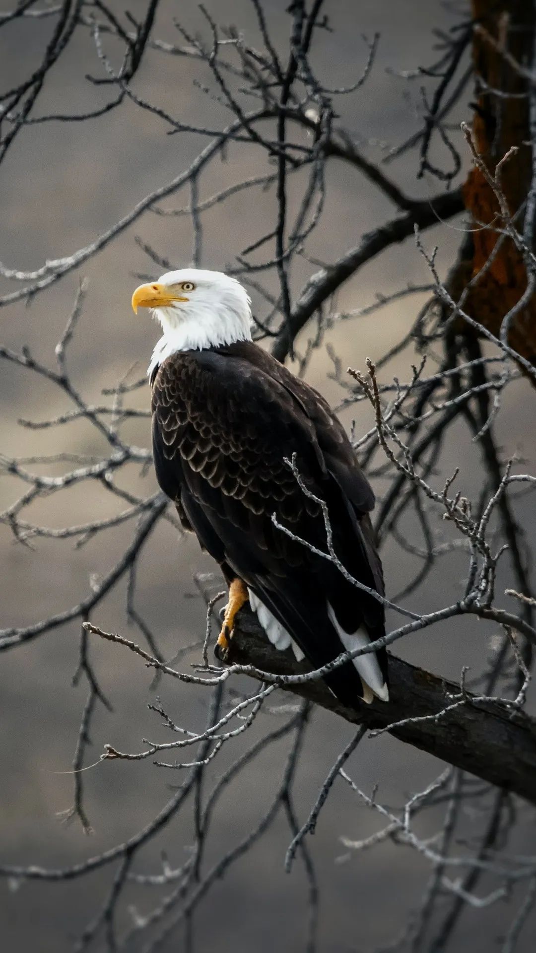 Bald Eagle on Branch - eagle wallpaper for OpersCraft