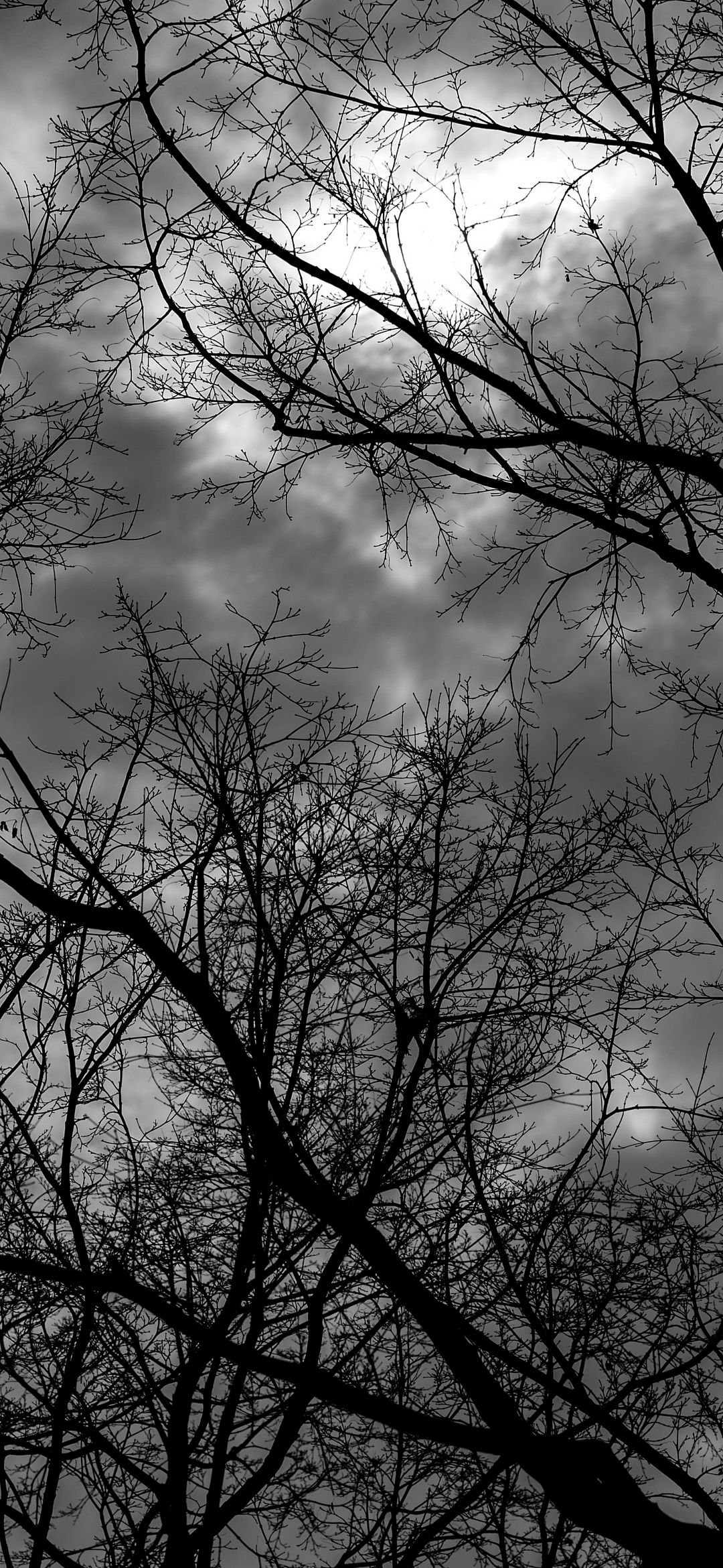 Bare Branches Against Sky - monochrome wallpaper for OpersCraft