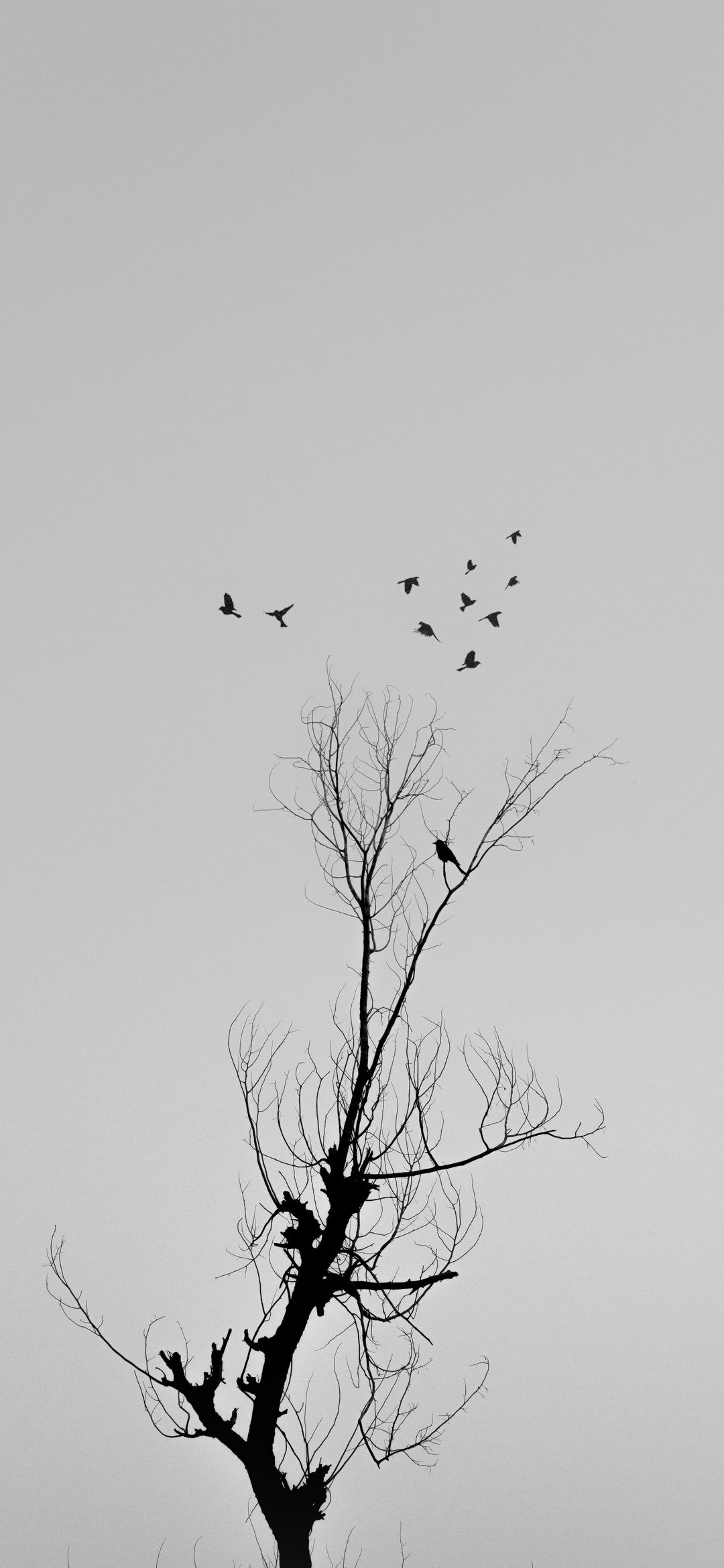 Bare Tree and Birds - minimal wallpaper for OpersCraft