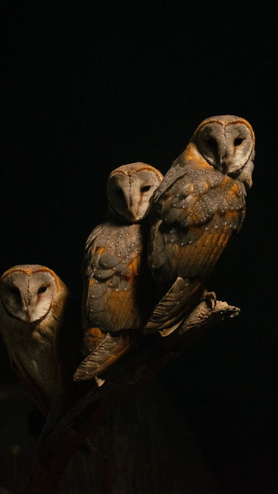Barn Owl Trio - owl wallpaper for OpersCraft