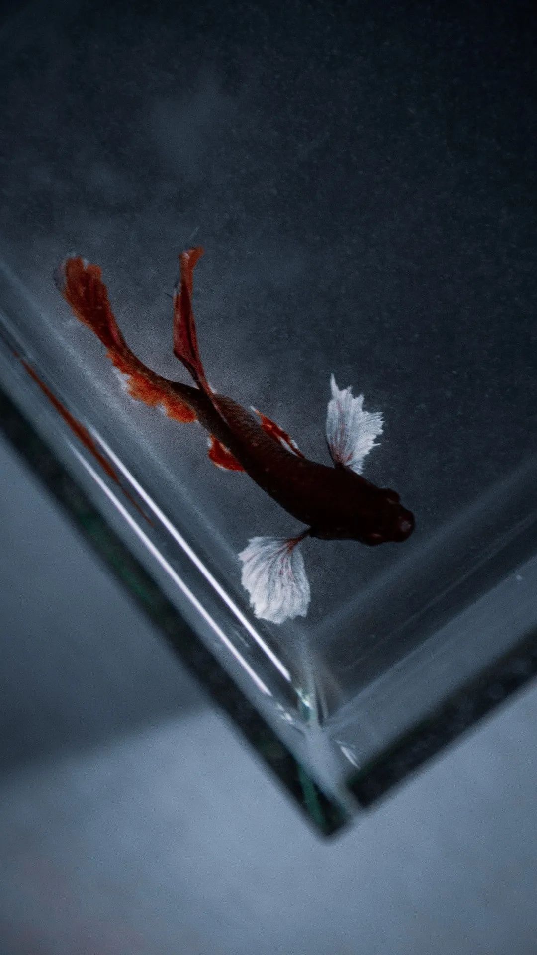 Betta Fish in Tank - fish wallpaper for OpersCraft