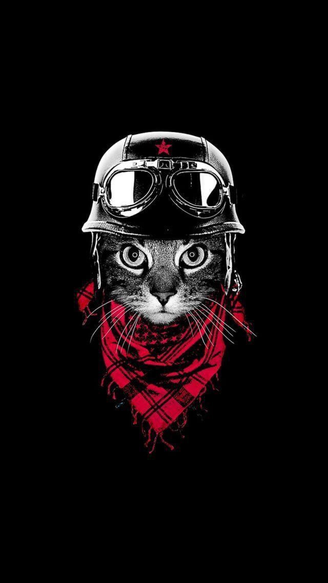Biker Cat Portrait - animals wallpaper for OpersCraft