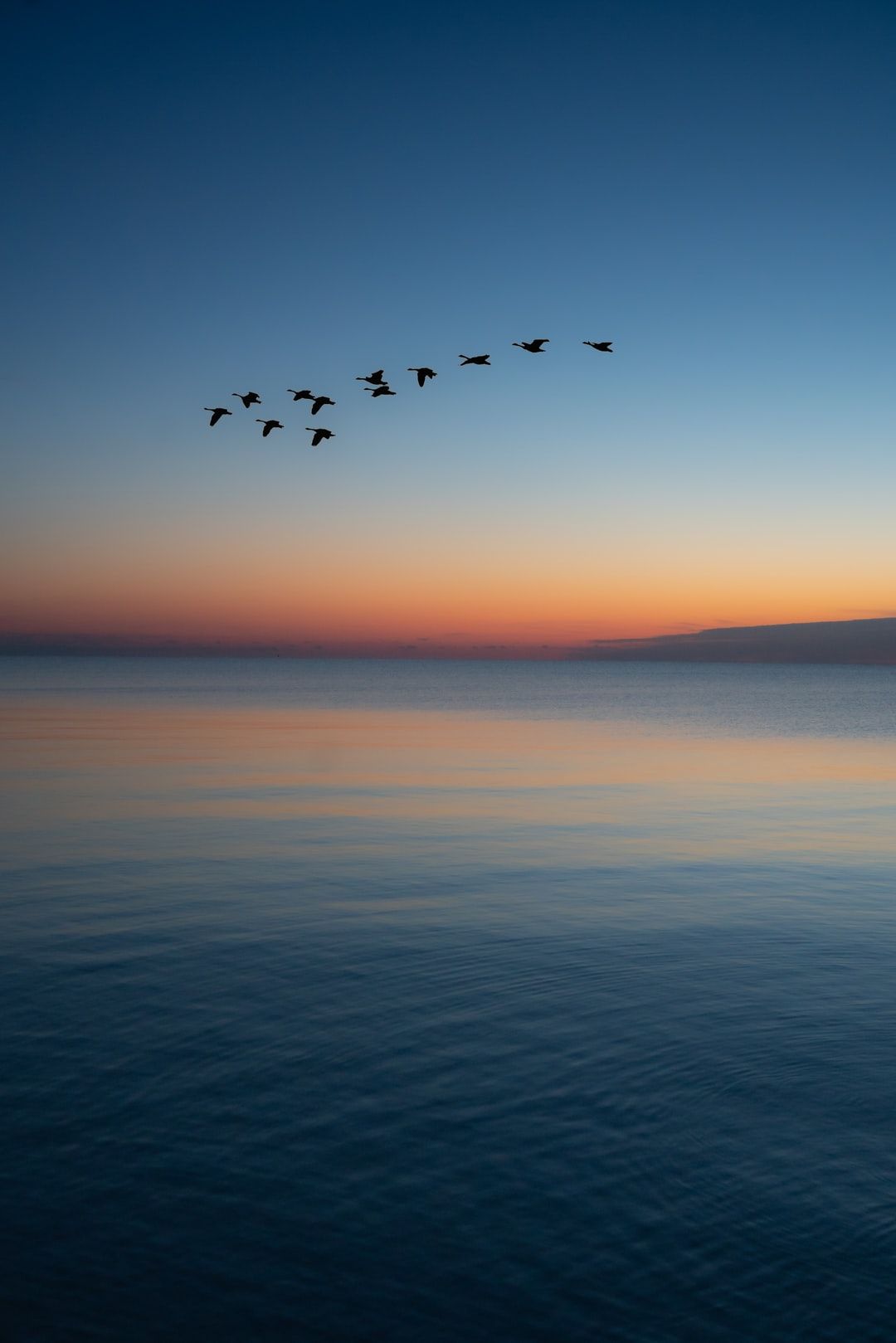 Birds Over Calm Water - random wallpaper for OpersCraft