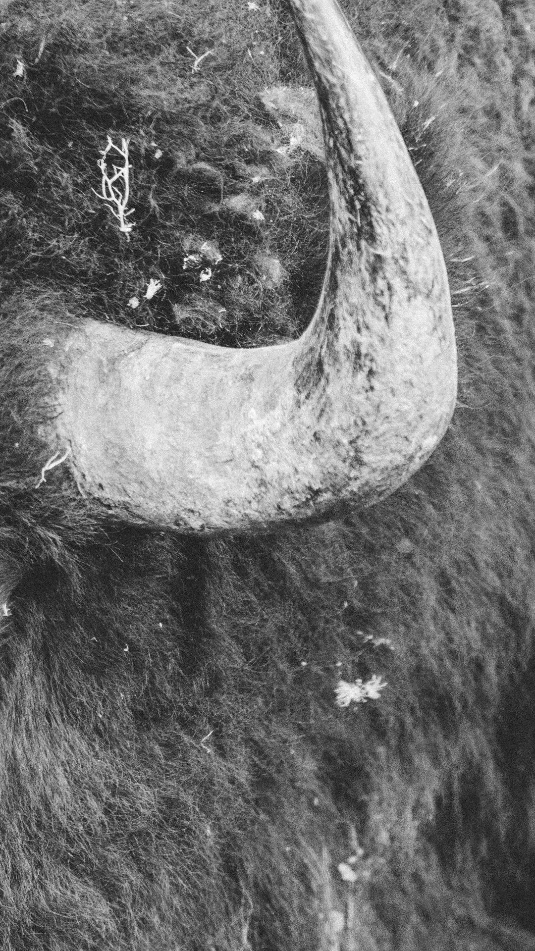 Bison Horn Close-Up - random wallpaper for OpersCraft