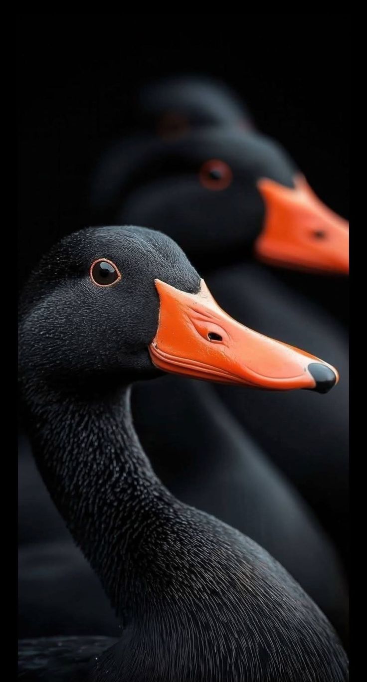 Black Bird Orange Beak - birds wallpaper for OpersCraft