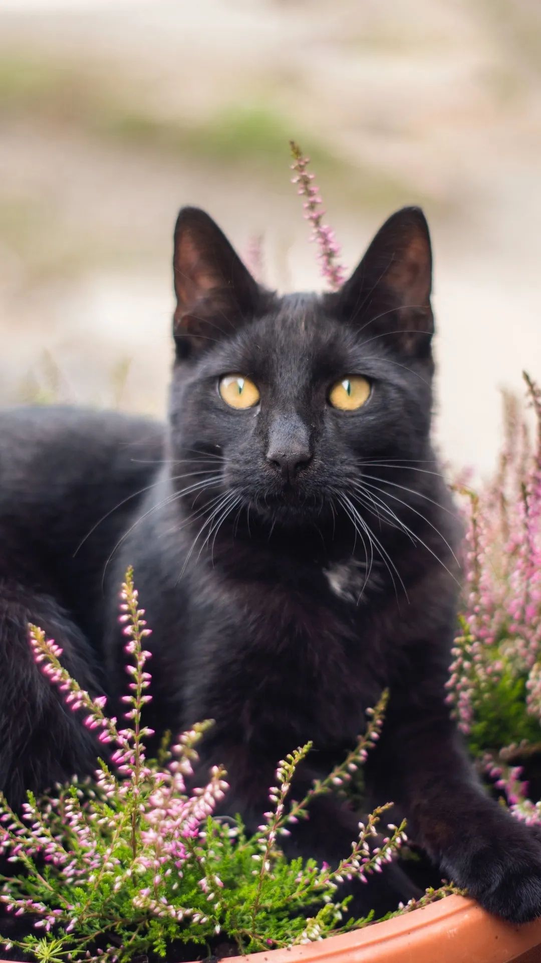 Black Cat in Flowers - cat wallpaper for OpersCraft