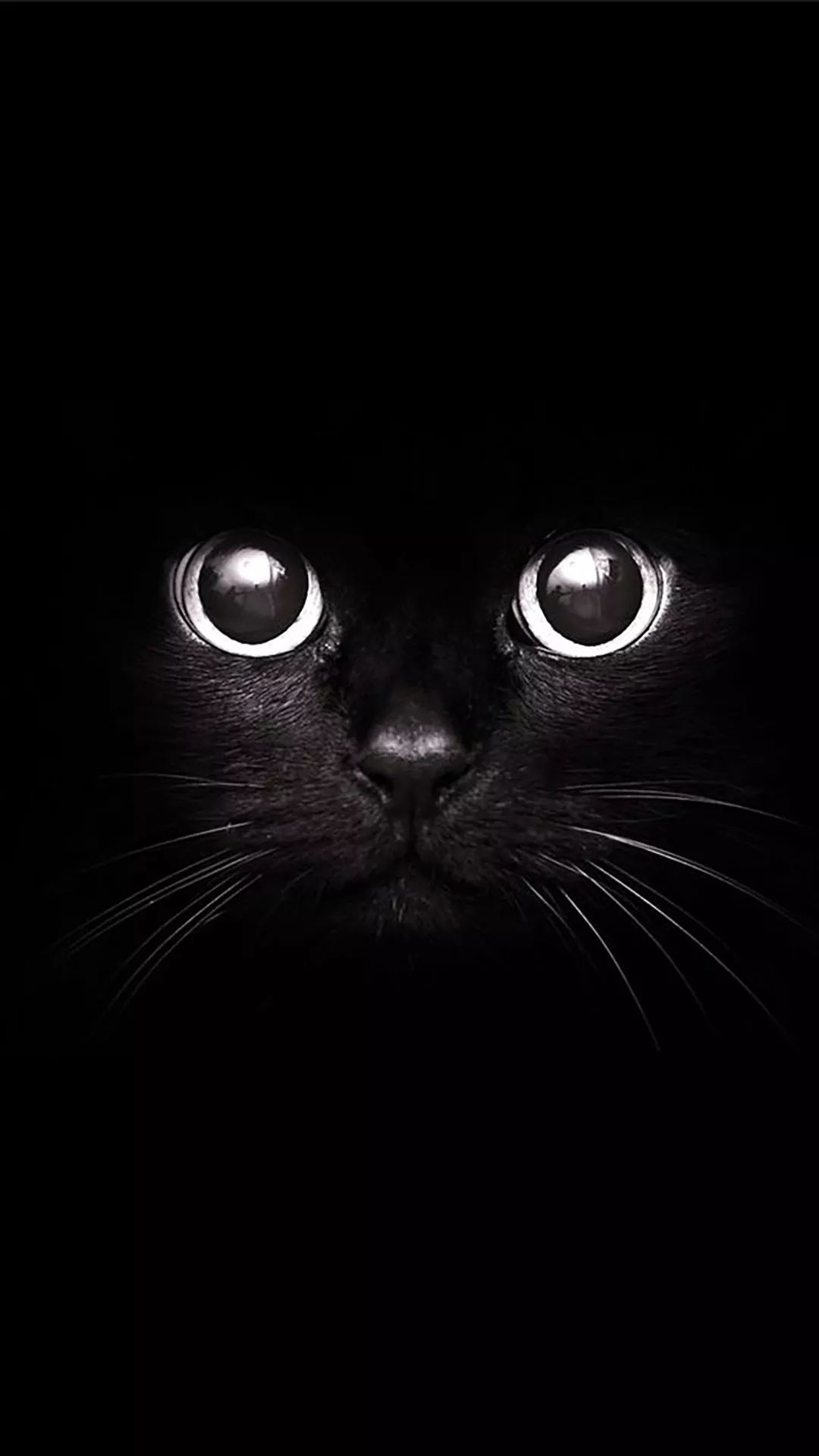 Black Cat Stare - cat wallpaper for OpersCraft