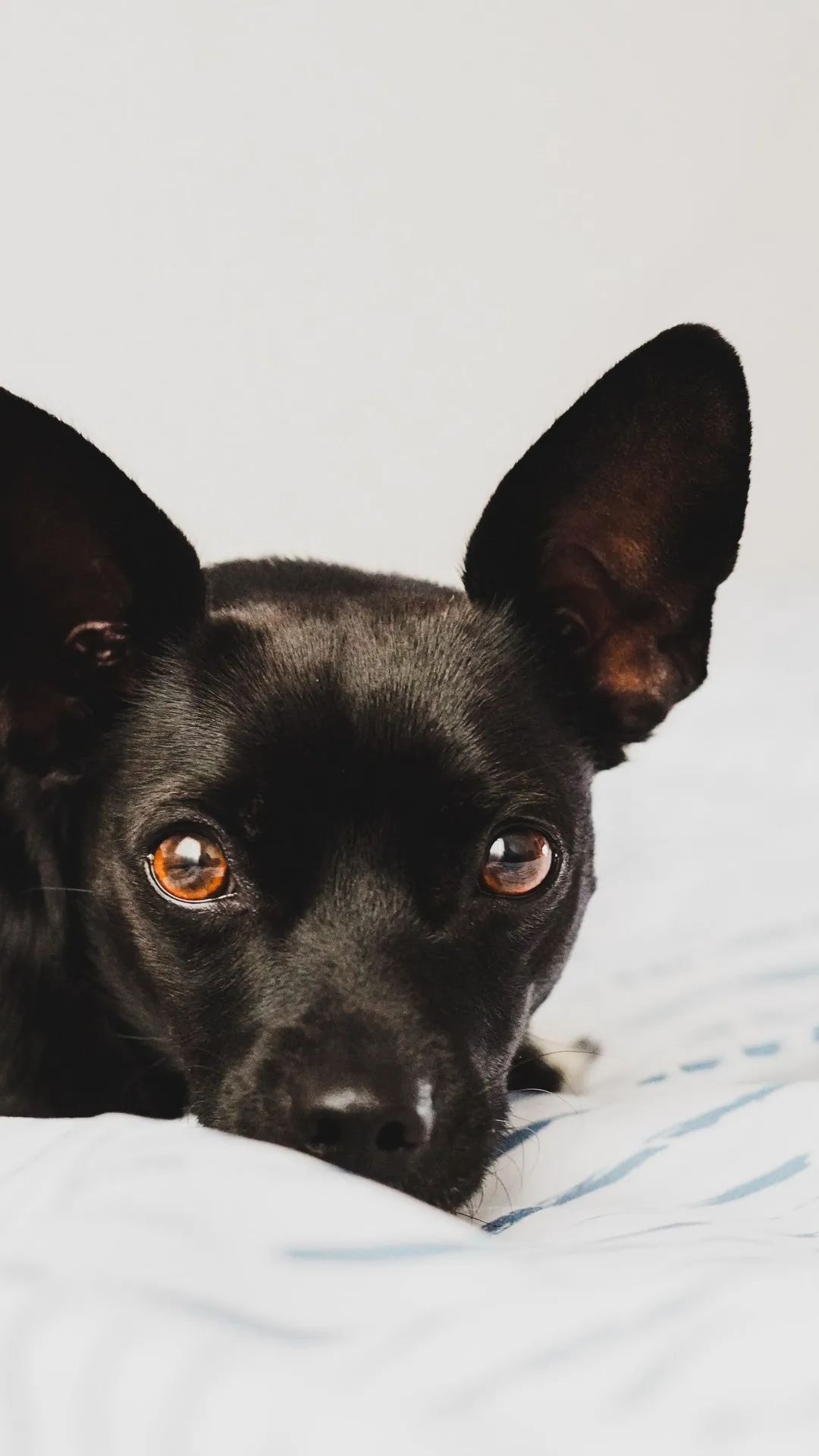 Black Dog Portrait - dog wallpaper for OpersCraft