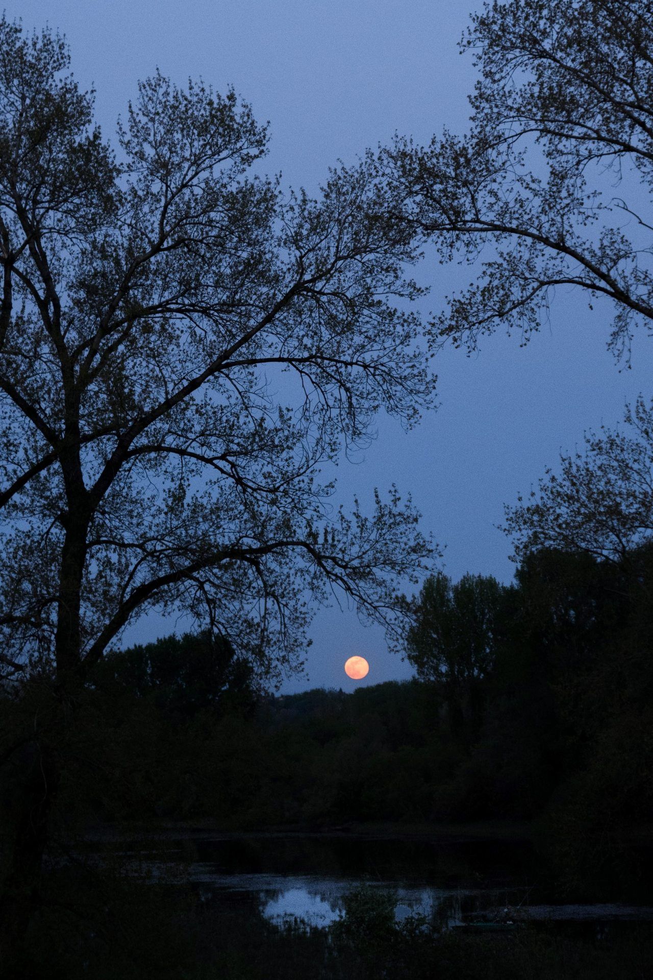 Blood Moon Through Trees - night wallpaper for OpersCraft