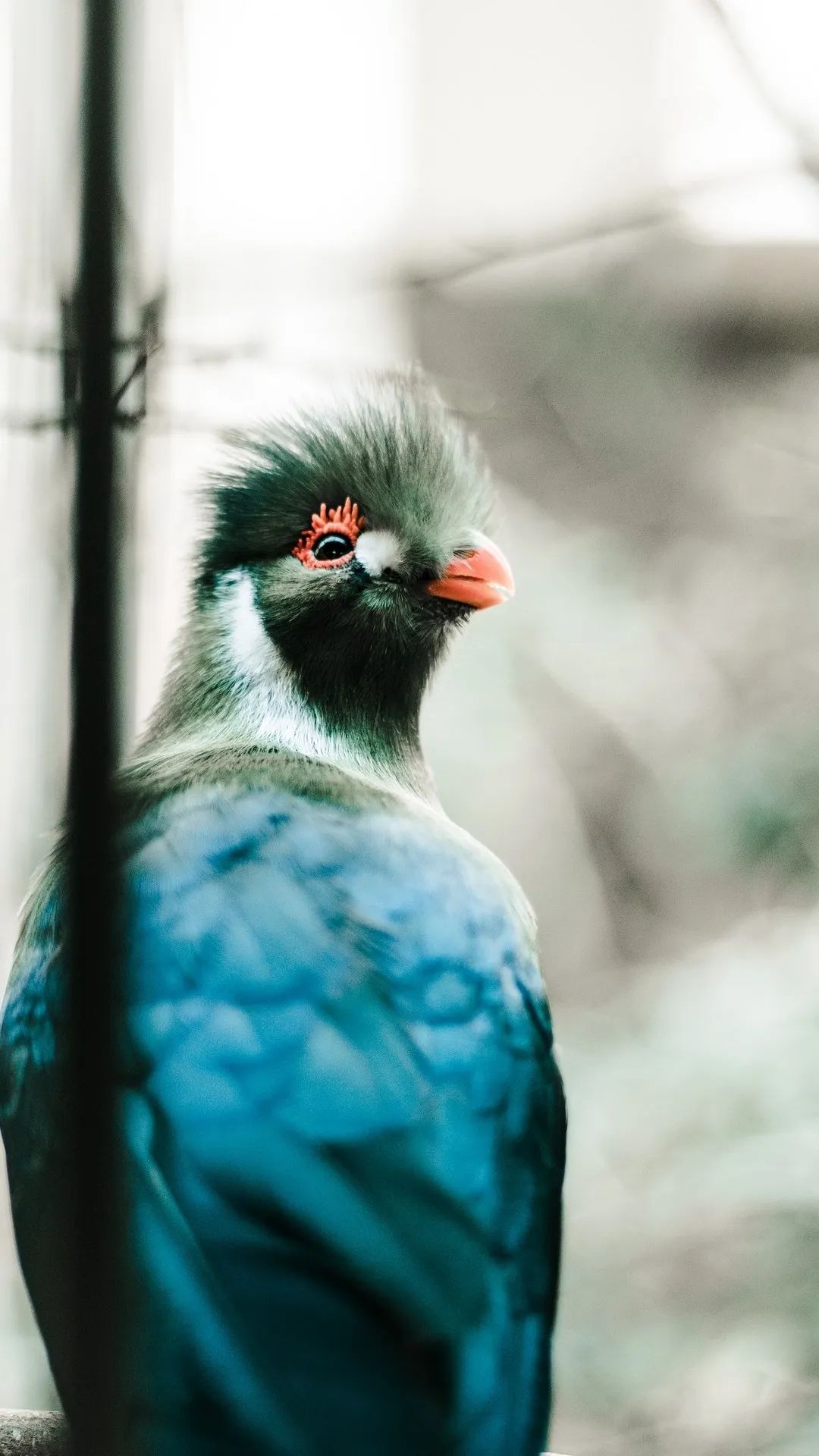 Blue Bird Portrait - birds wallpaper for OpersCraft