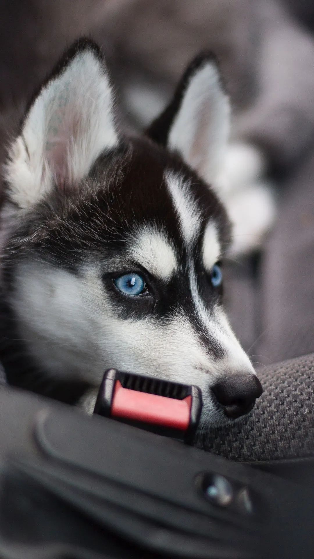 Blue-Eyed Husky Puppy - dog wallpaper for OpersCraft