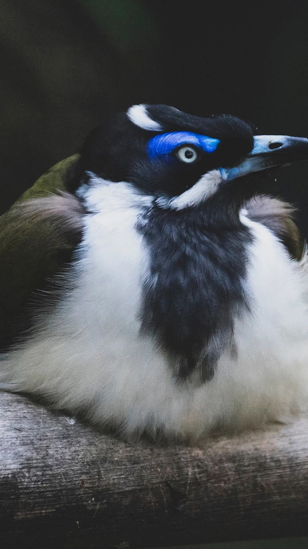 Blue-Faced Honeyeater Portrait - birds wallpaper for OpersCraft