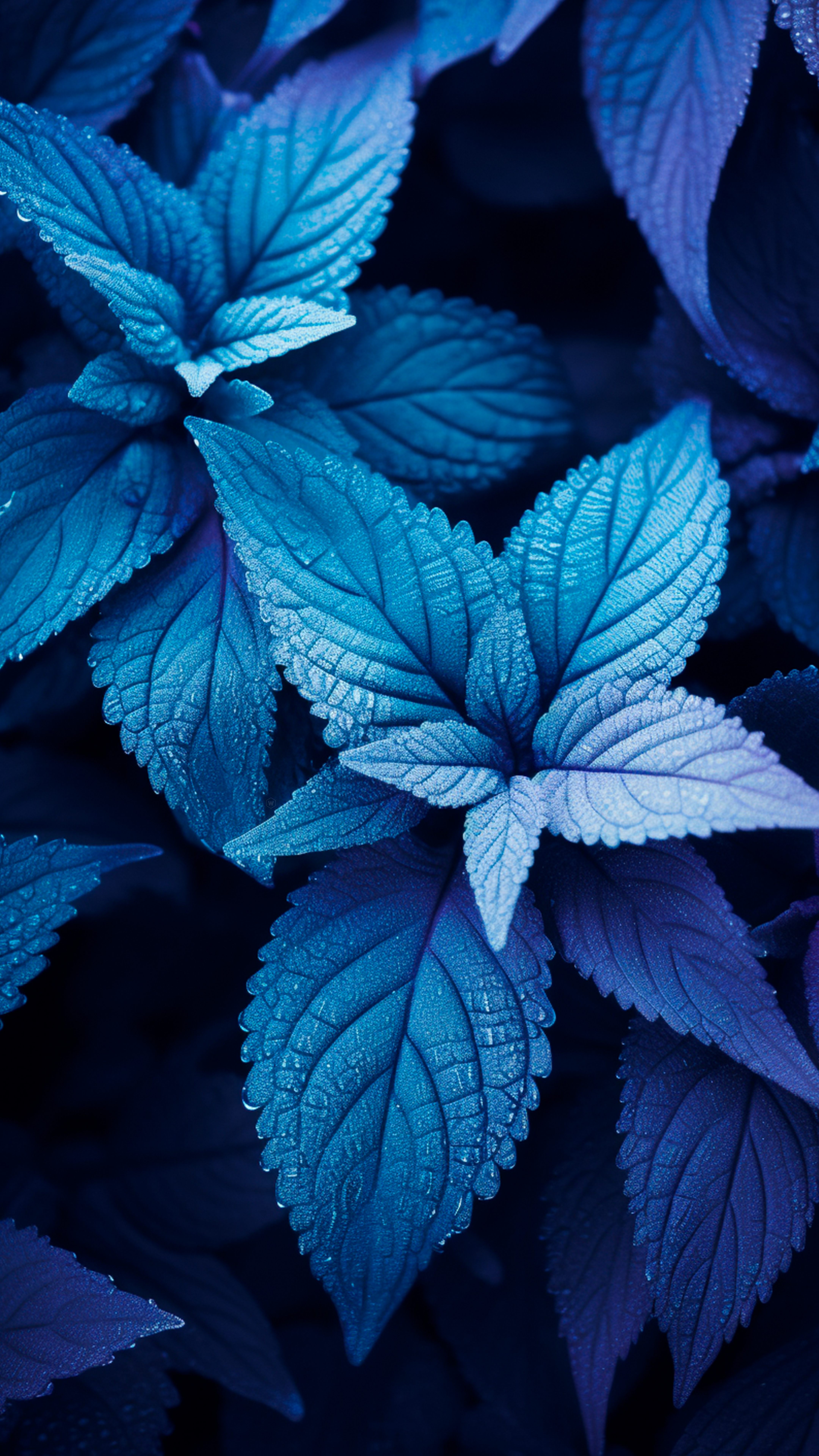Blue Leafy Plant Close-up - random wallpaper for OpersCraft