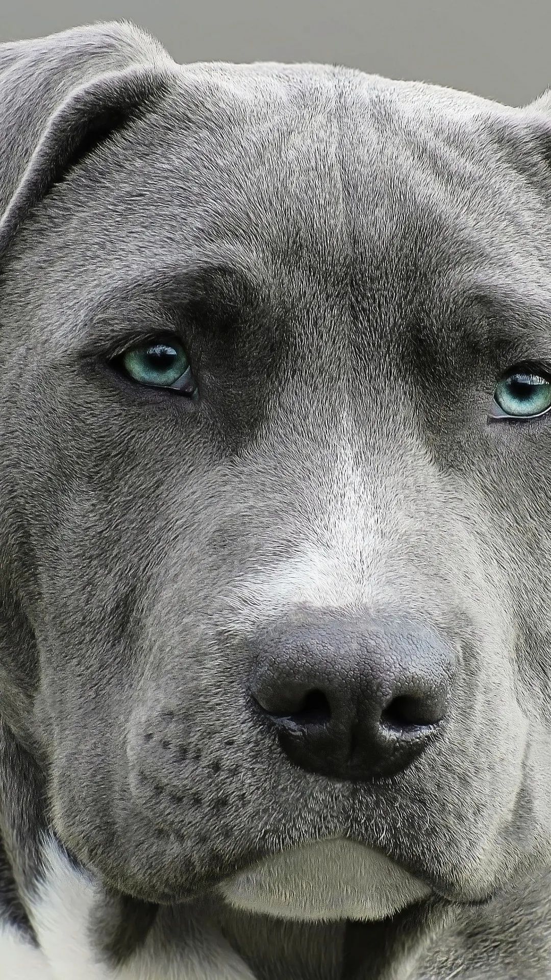 Blue Pitbull Close-Up - dog wallpaper for OpersCraft