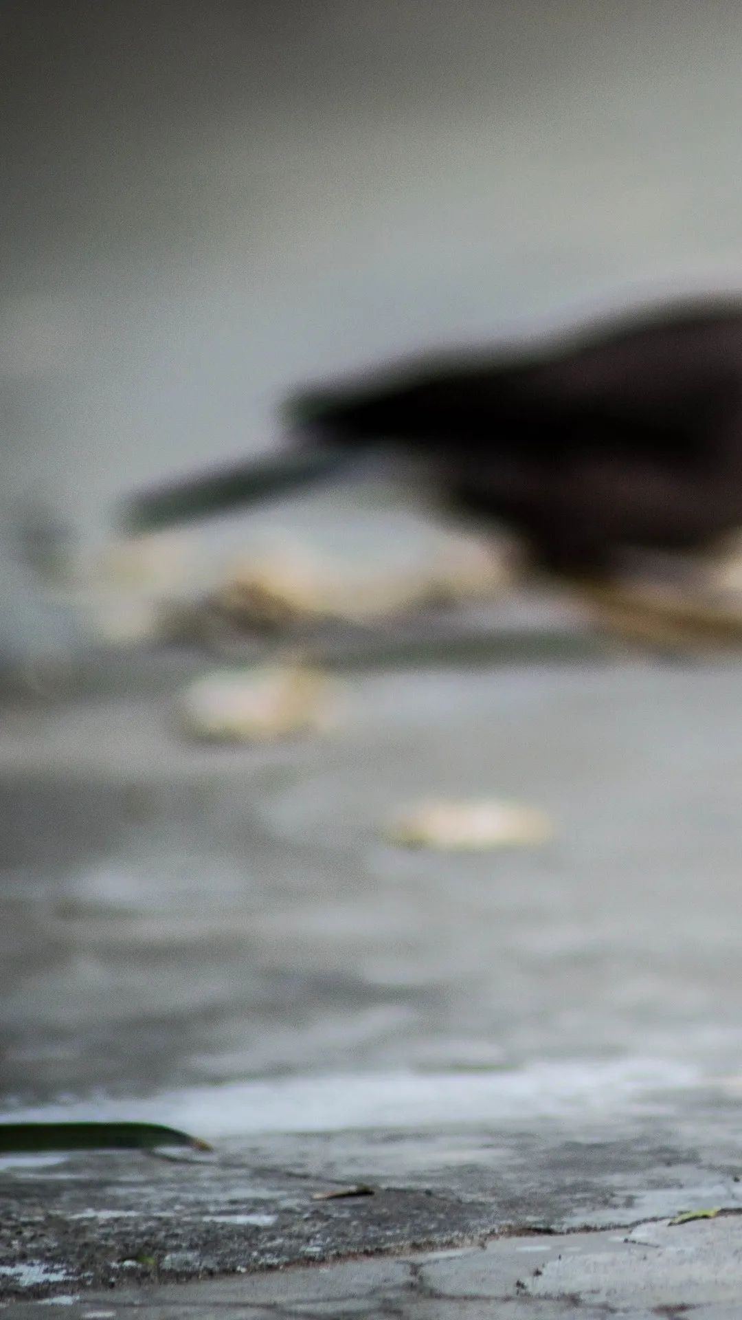 Blurred Bird on Concrete - birds wallpaper for OpersCraft