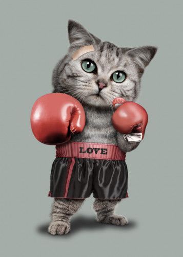 Boxing Cat of Love - cat wallpaper for OpersCraft