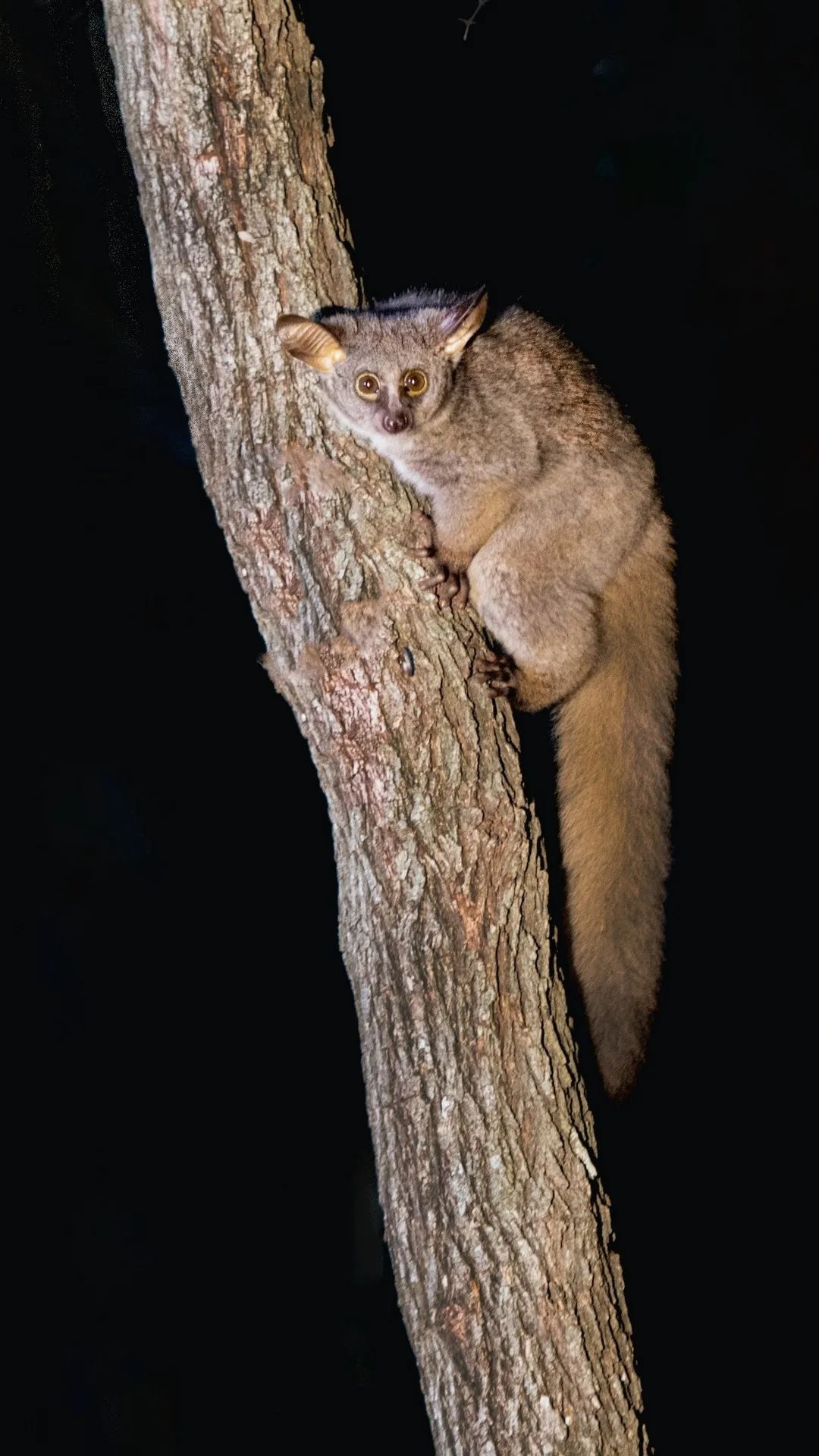 Bushbaby on a Tree - animals wallpaper for OpersCraft