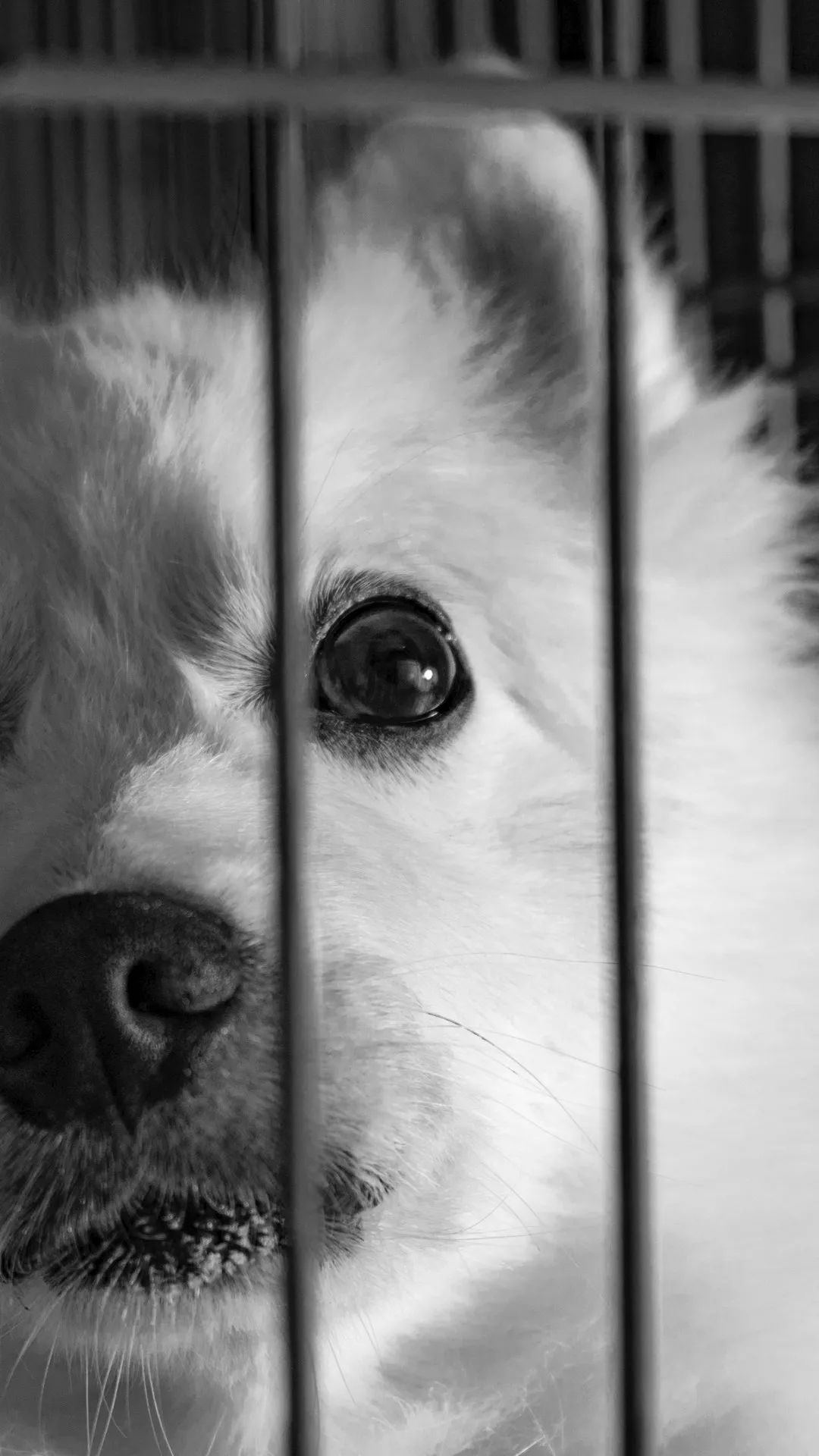 Caged White Dog Portrait - dog wallpaper for OpersCraft