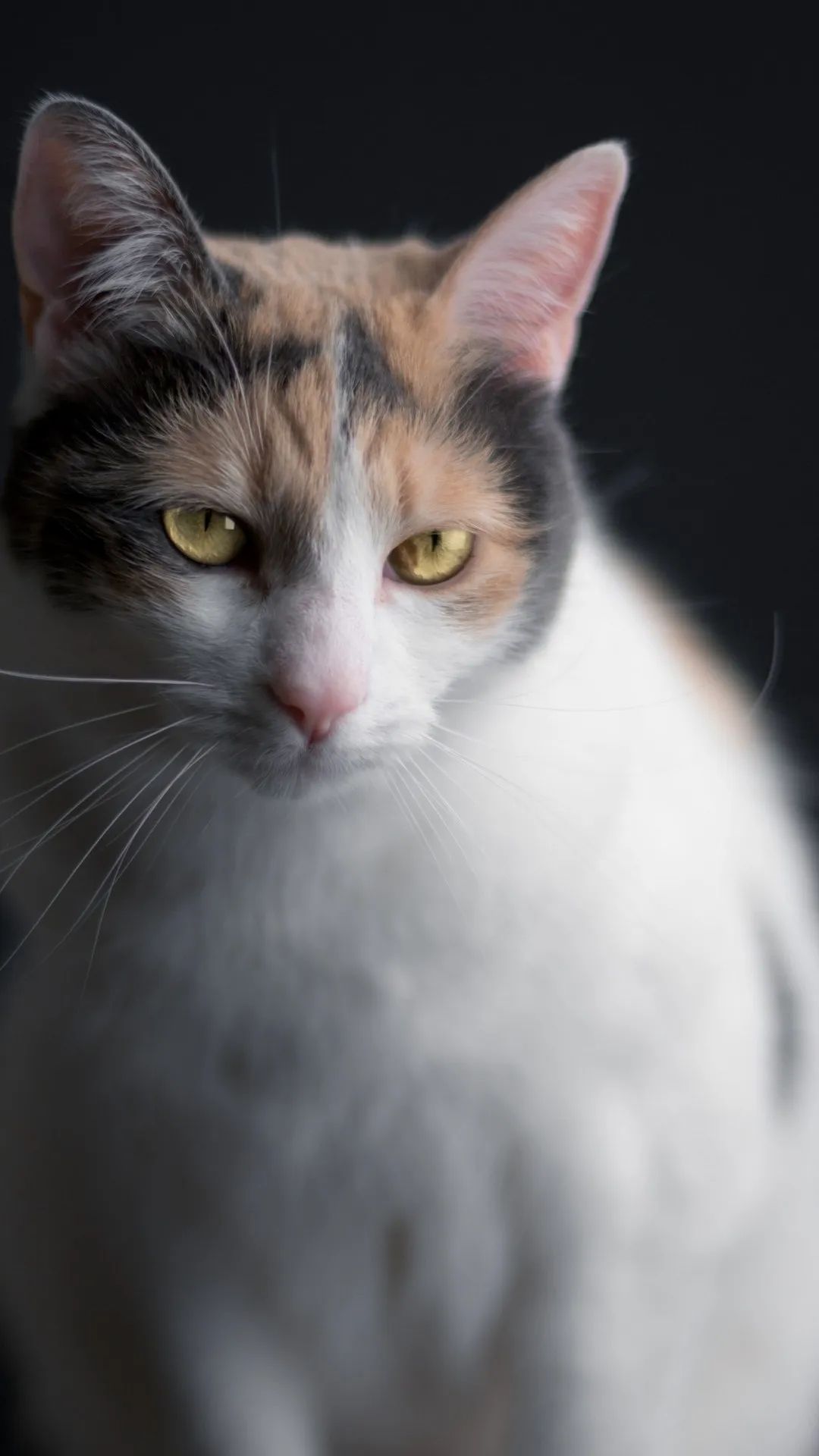 Calico Cat Intense Gaze - cat wallpaper for OpersCraft