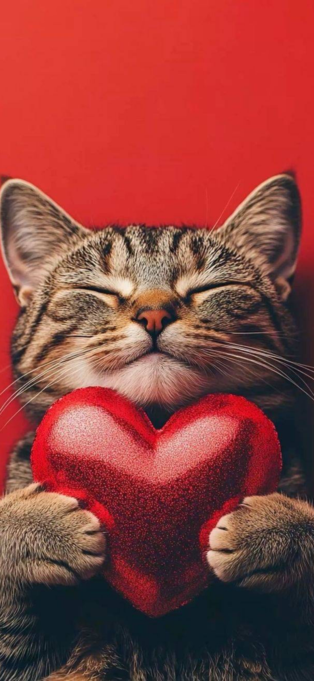 Cat Holding Heart - cat wallpaper for OpersCraft