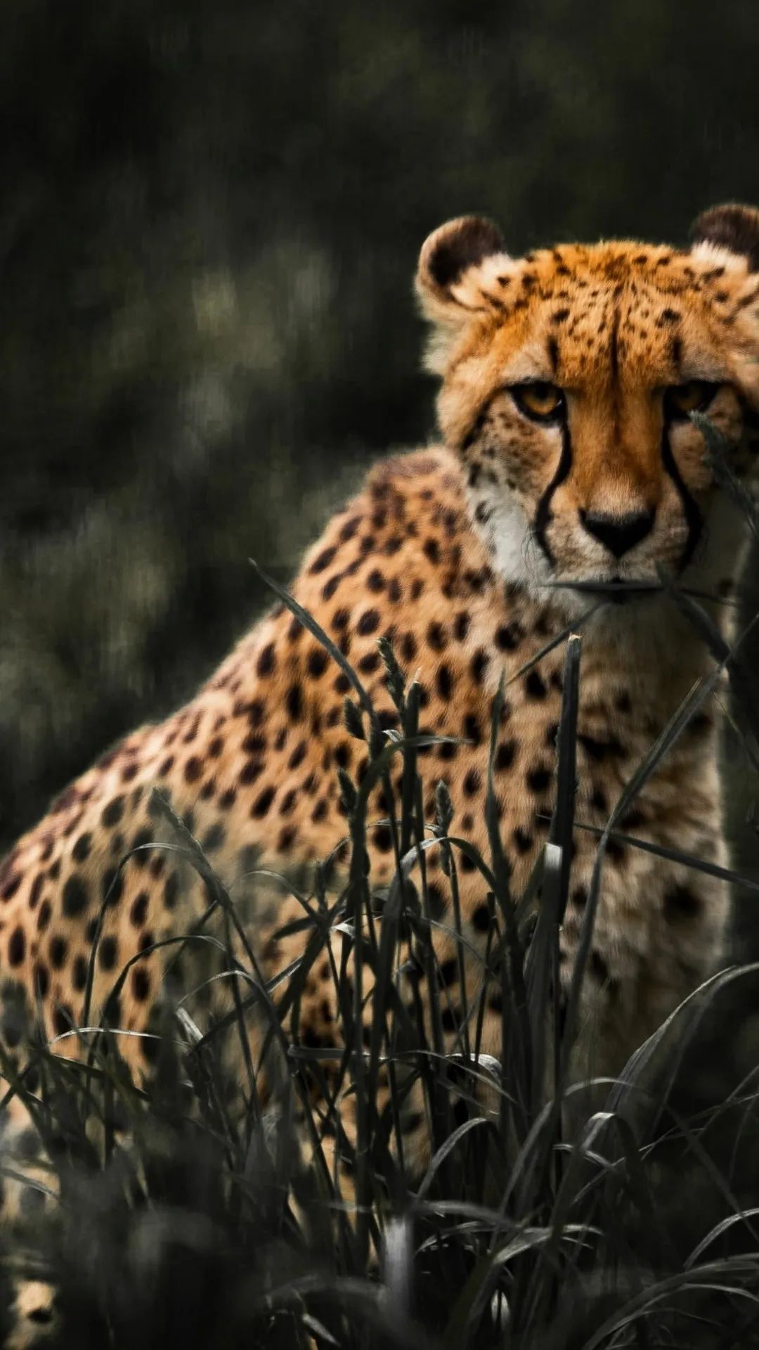Cheetah in Tall Grass - random wallpaper for OpersCraft