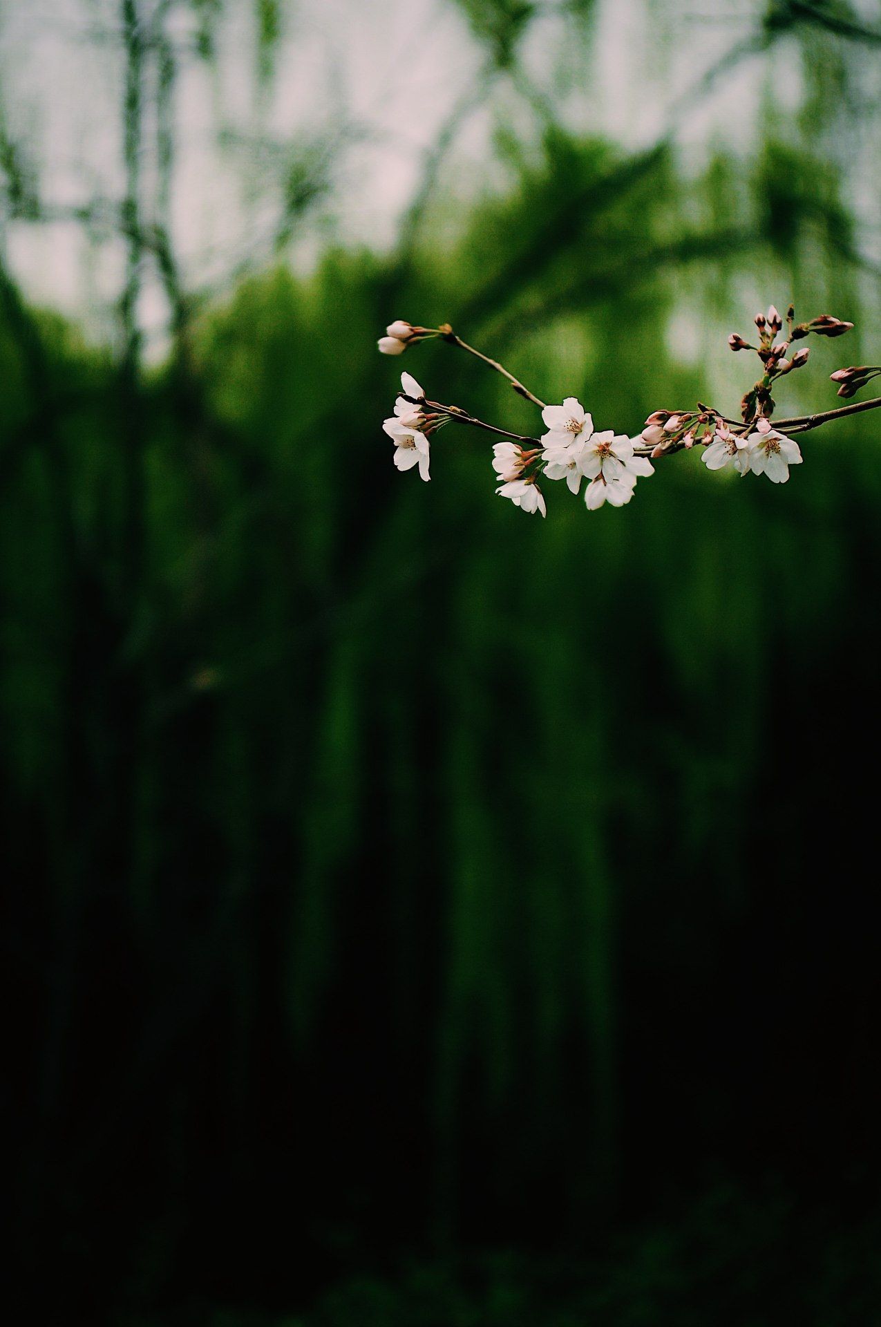 Cherry Blossom Branch - floral wallpaper for OpersCraft