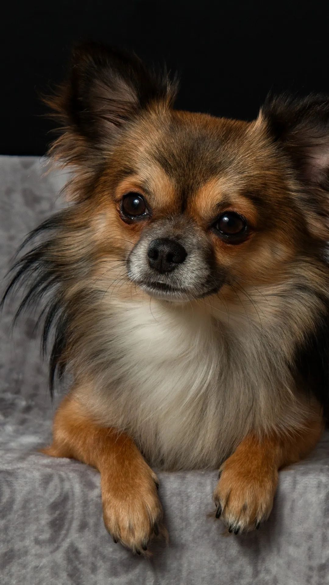 Chihuahua Portrait - dog wallpaper for OpersCraft