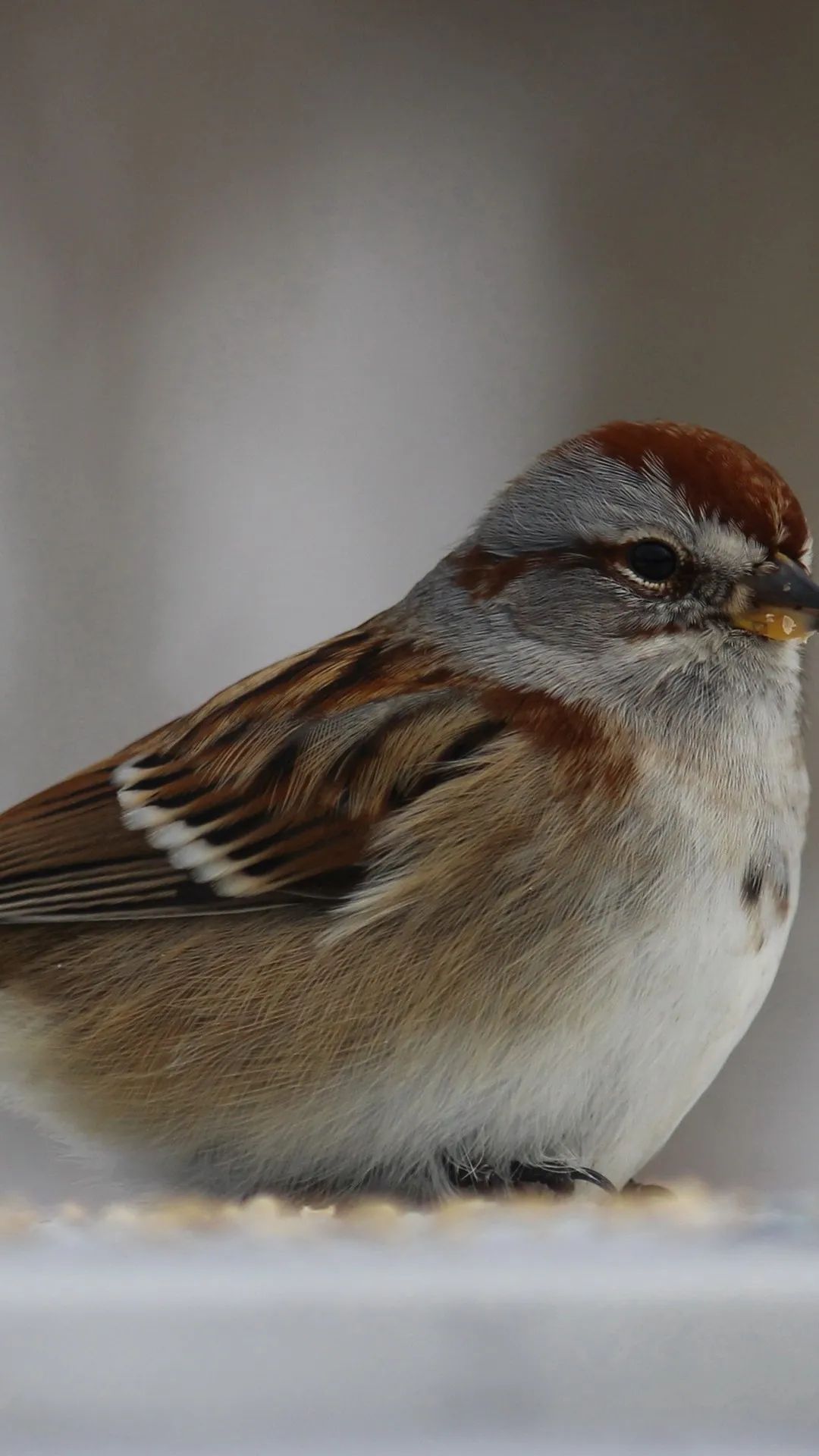 Chipping Sparrow Portrait - birds wallpaper for OpersCraft