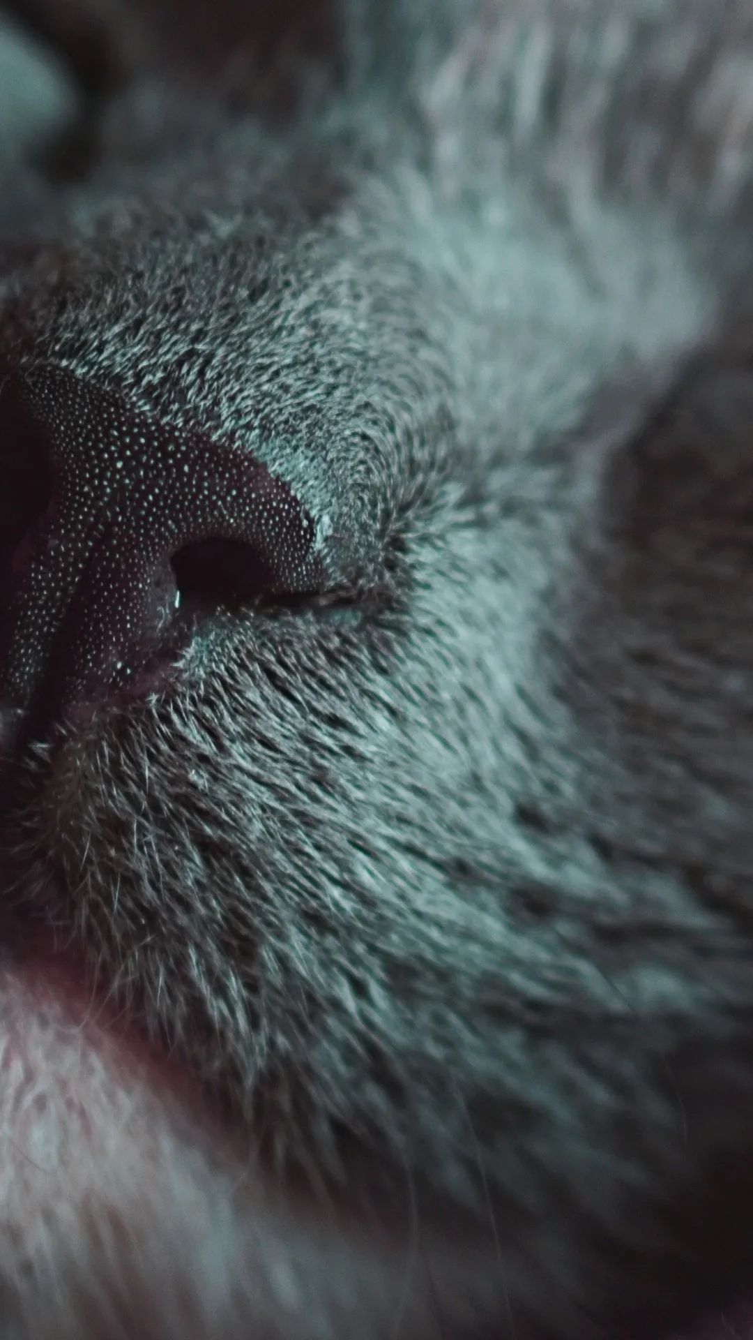 Close-up Cat Nose - cat wallpaper for OpersCraft