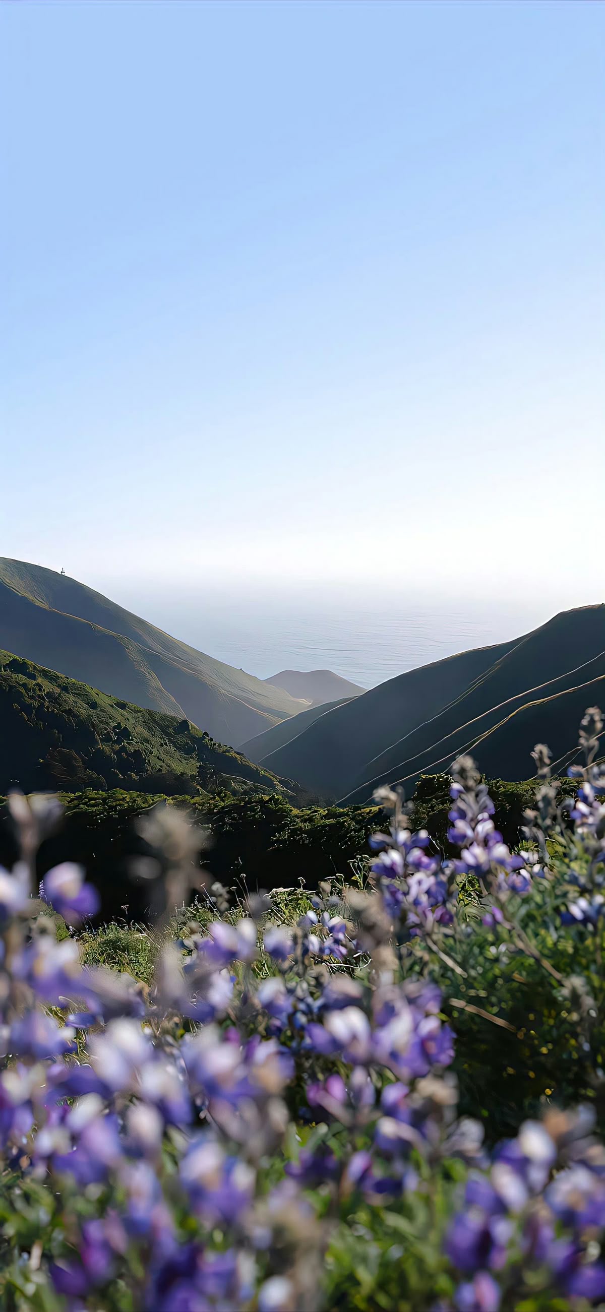 Coastal Lupine Valley View - flowers wallpaper for OpersCraft