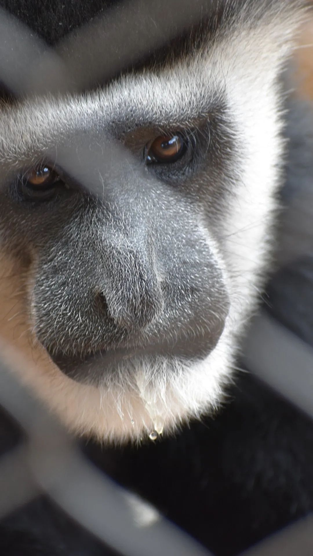 Colobus Monkey Close-Up - monkey wallpaper for OpersCraft