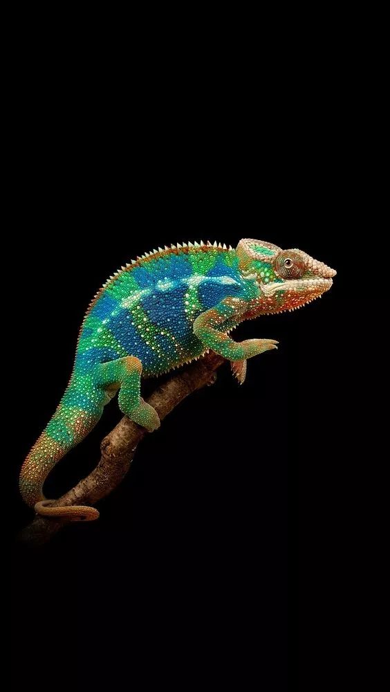 Colorful Chameleon on Branch - reptile wallpaper for OpersCraft