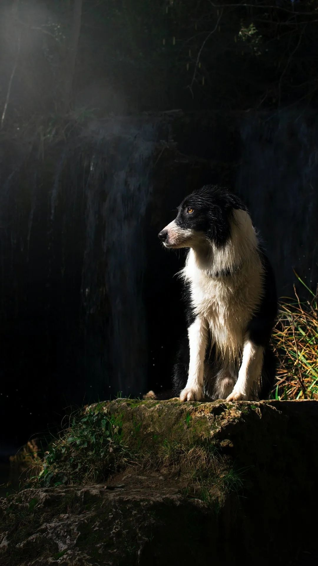 Contemplative Border Collie Portrait - dog wallpaper for OpersCraft
