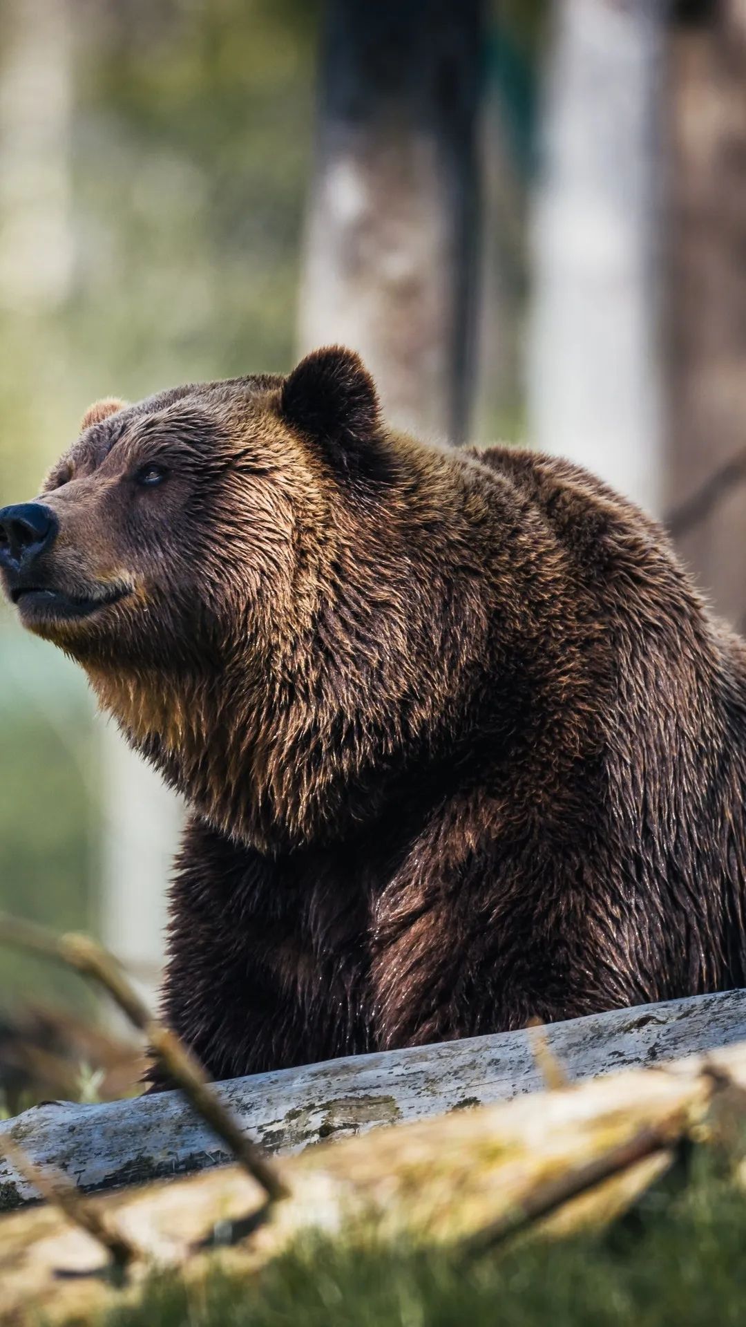 Contemplative Brown Bear Portrait - random wallpaper for OpersCraft