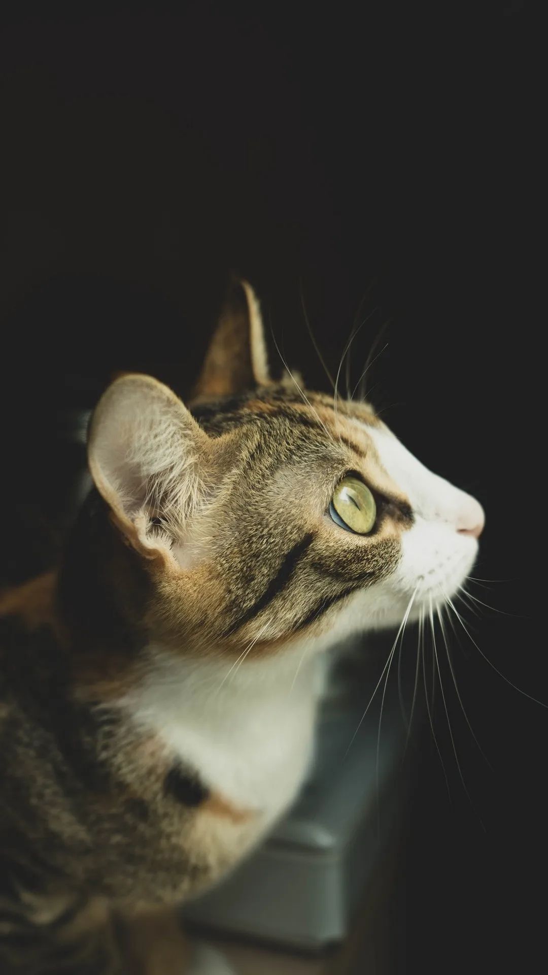 Contemplative Calico Cat - cat wallpaper for OpersCraft