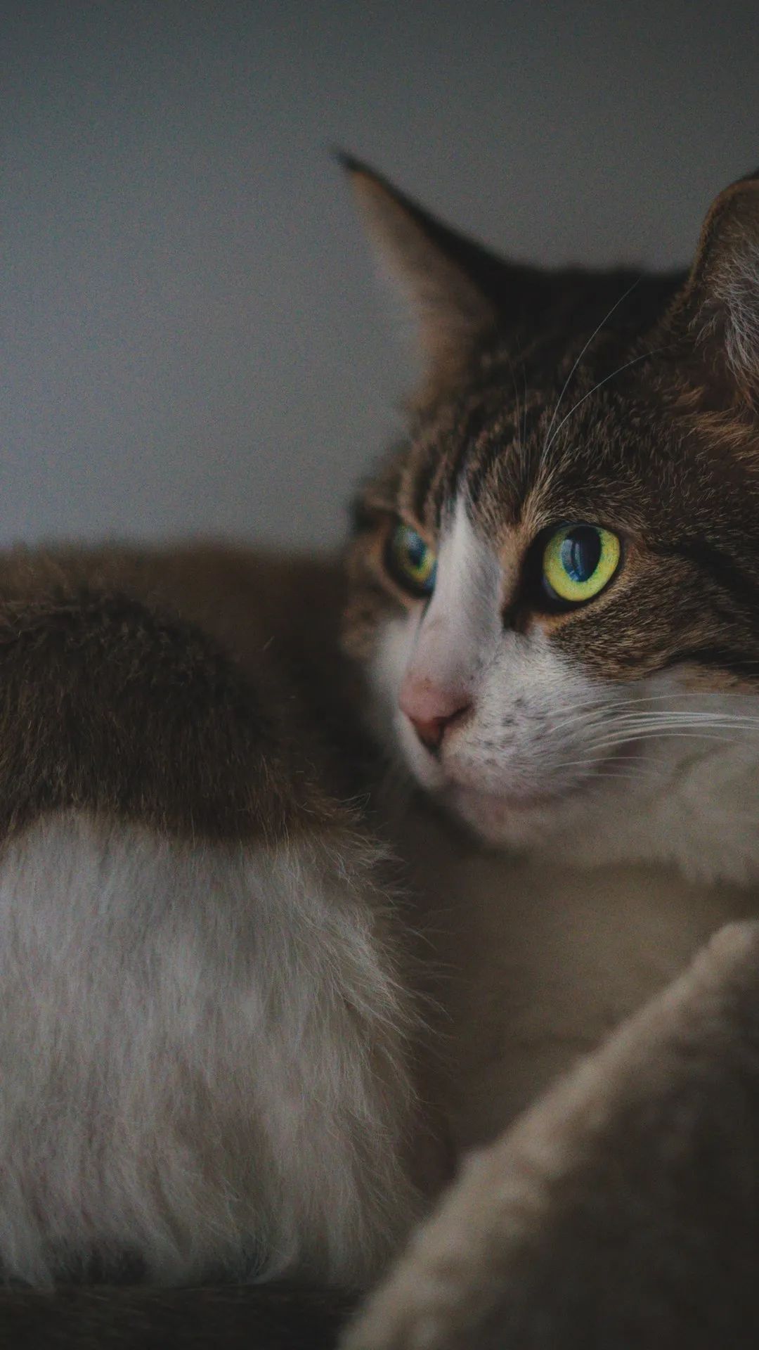 Contemplative Cat Portrait - cat wallpaper for OpersCraft