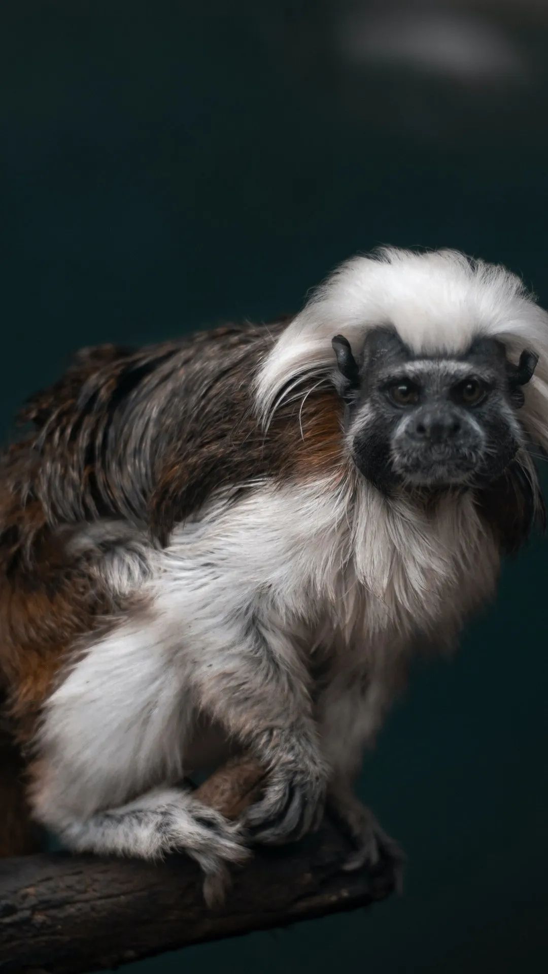 Cotton-top Tamarin Portrait - monkey wallpaper for OpersCraft