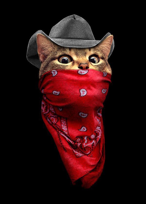 Cowboy Cat Bandit - cat wallpaper for OpersCraft