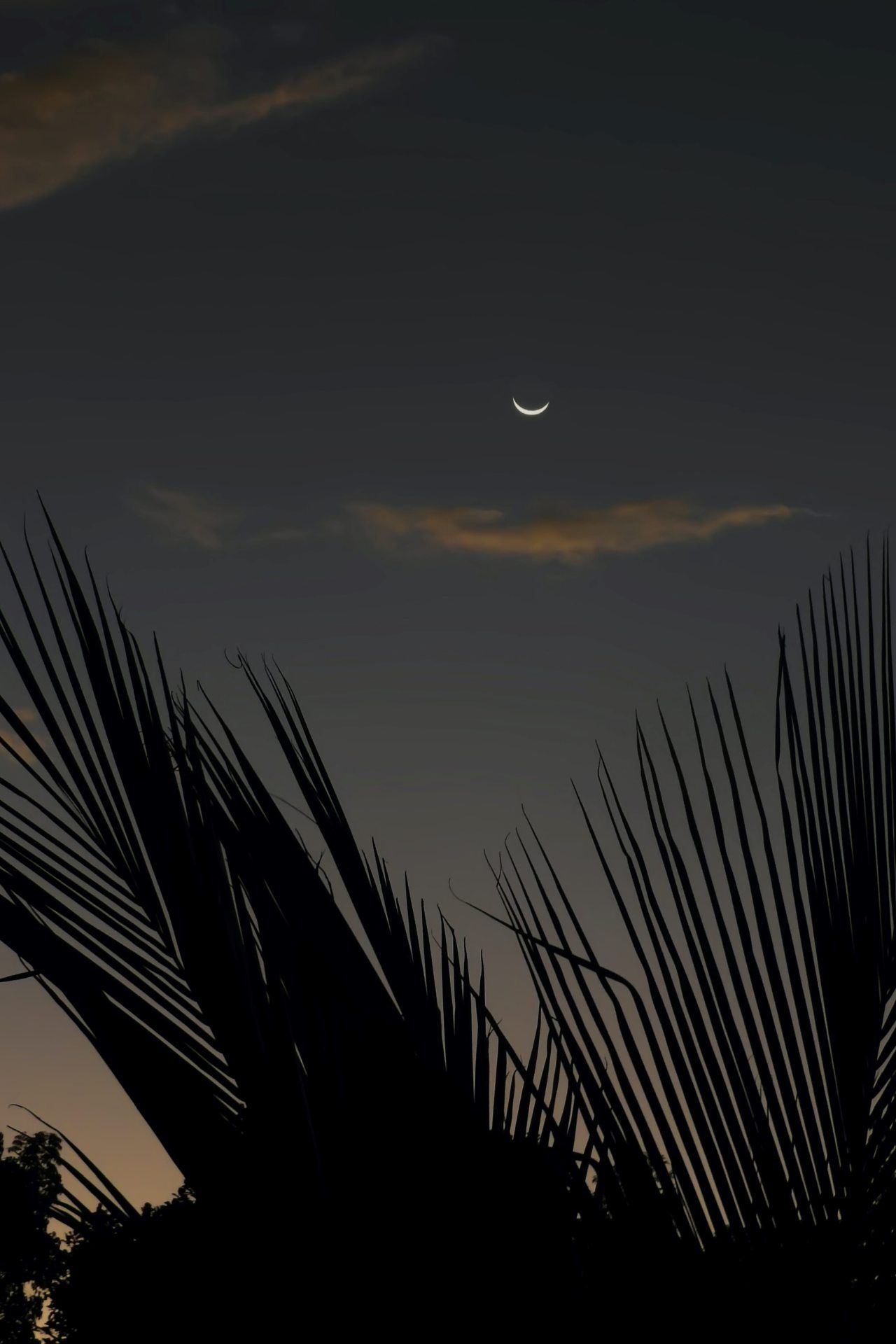 Crescent Moon Silhouette - tropical wallpaper for OpersCraft