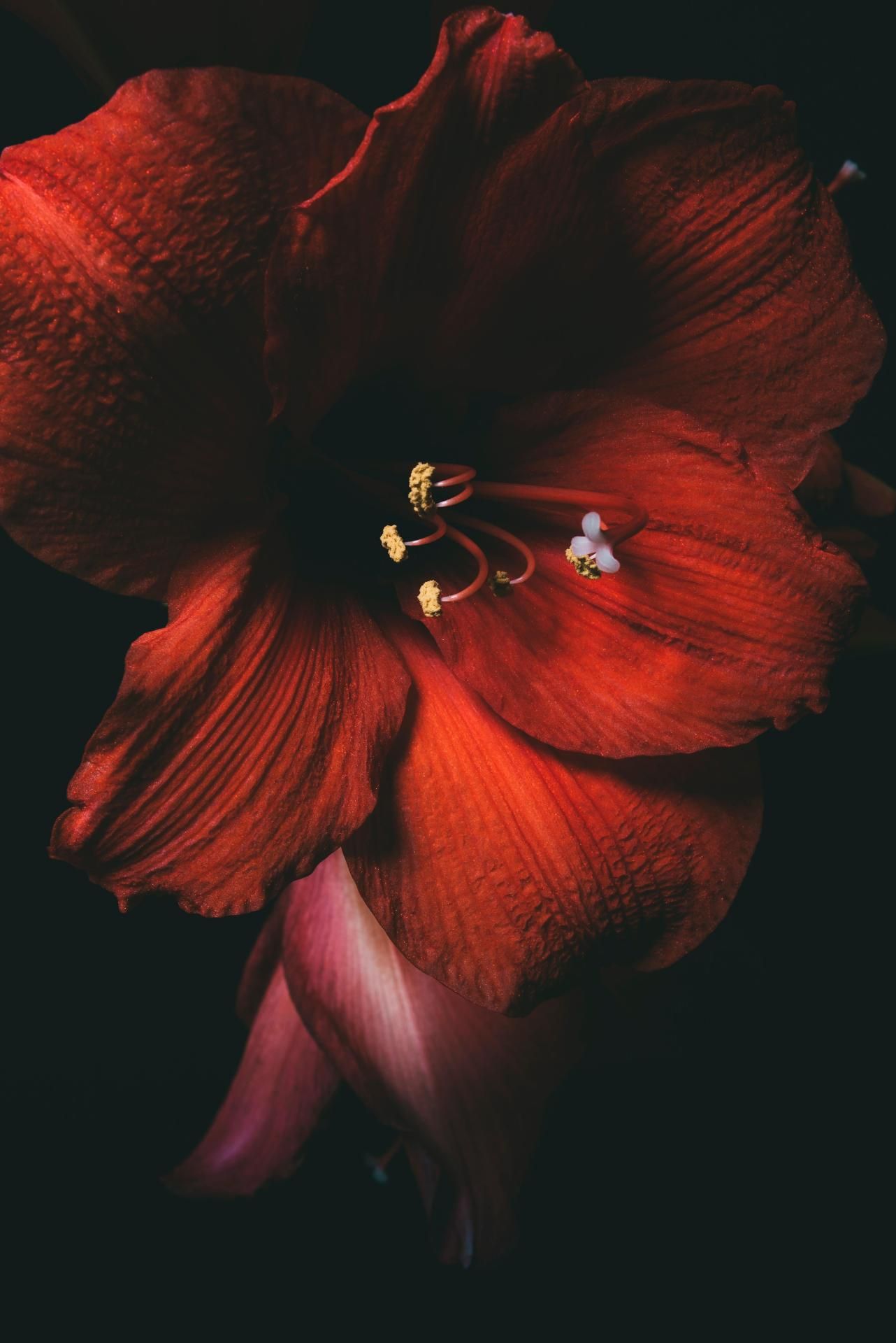 Crimson Amaryllis Bloom - floral wallpaper for OpersCraft