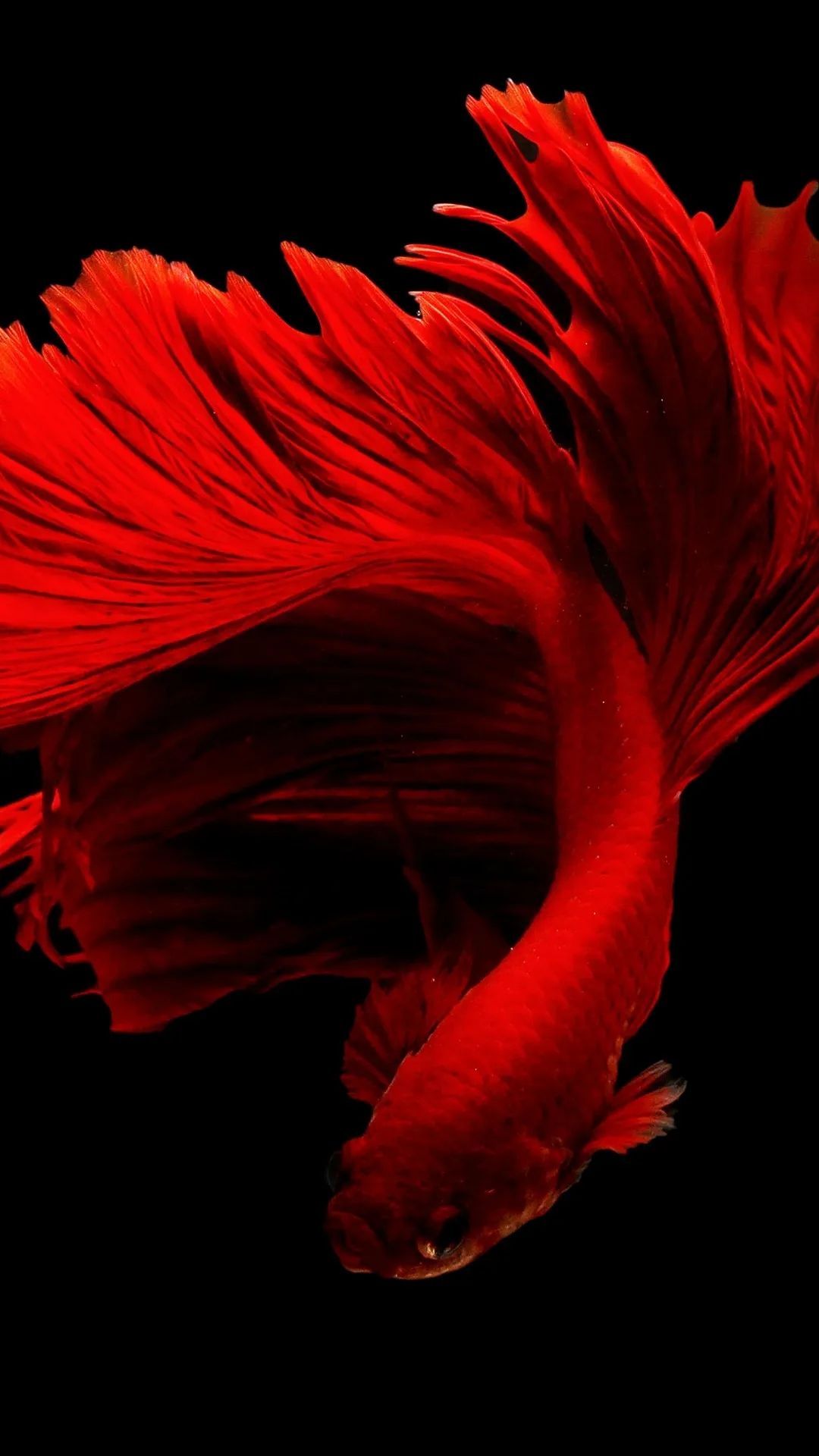 Crimson Betta Fish - fish wallpaper for OpersCraft