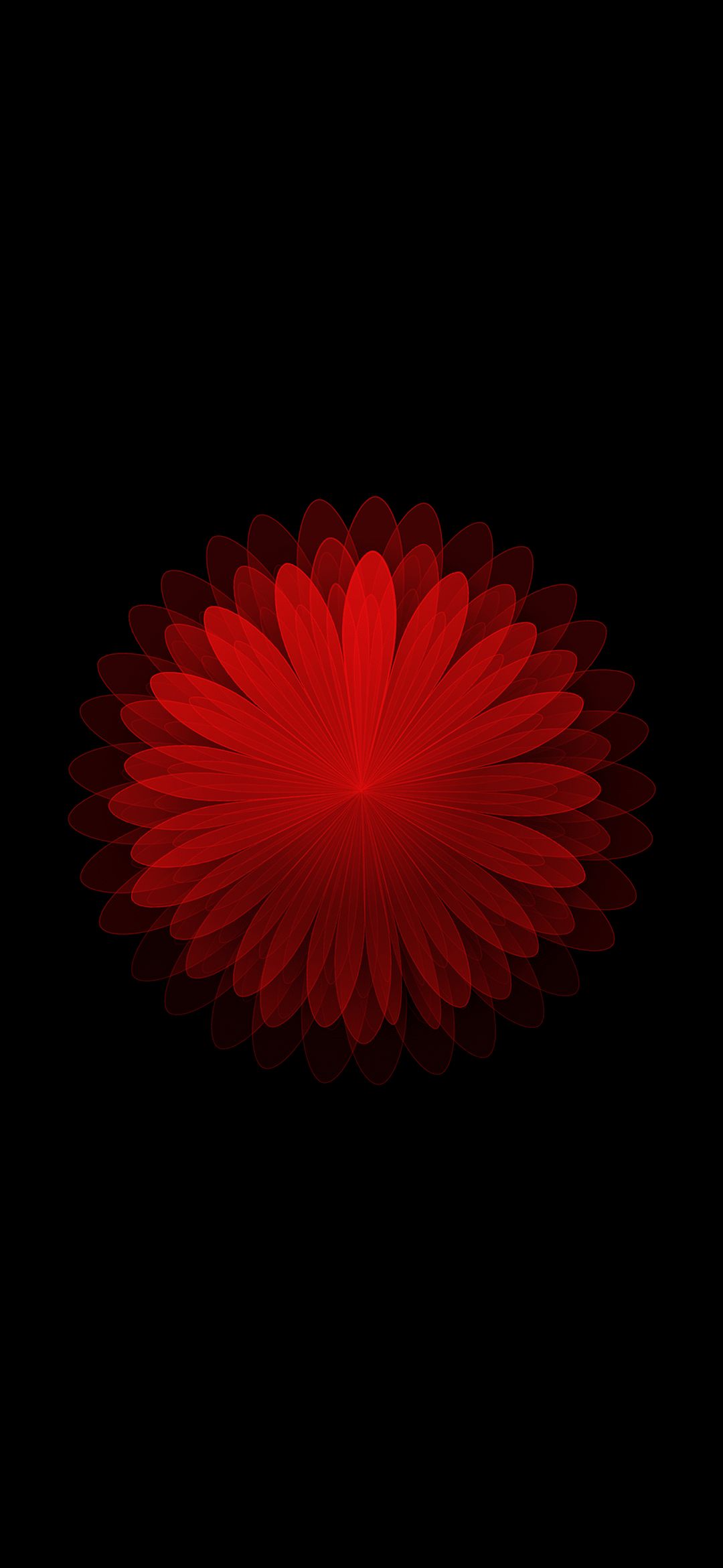 Crimson Bloom on Black - floral wallpaper for OpersCraft