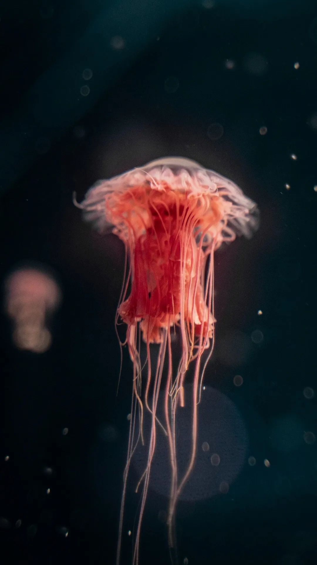 Crimson Jellyfish in the Deep - jellyfish wallpaper for OpersCraft