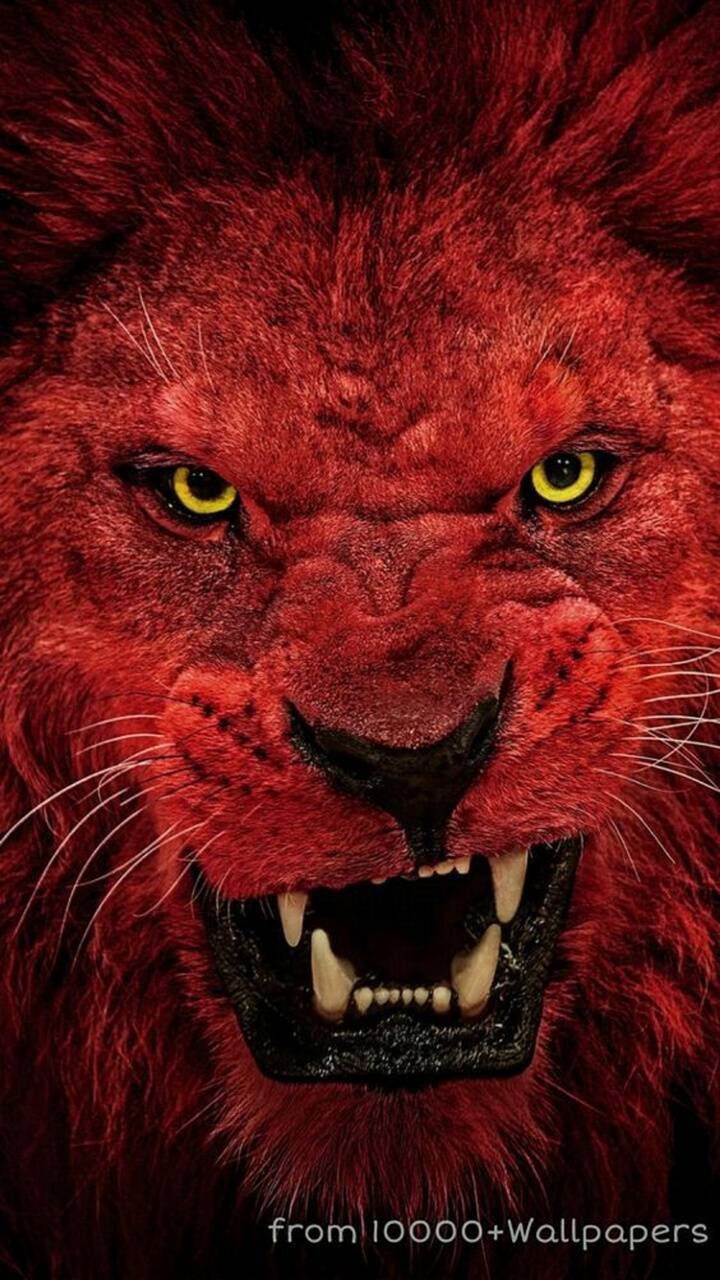 Crimson Lion Roar - lion wallpaper for OpersCraft